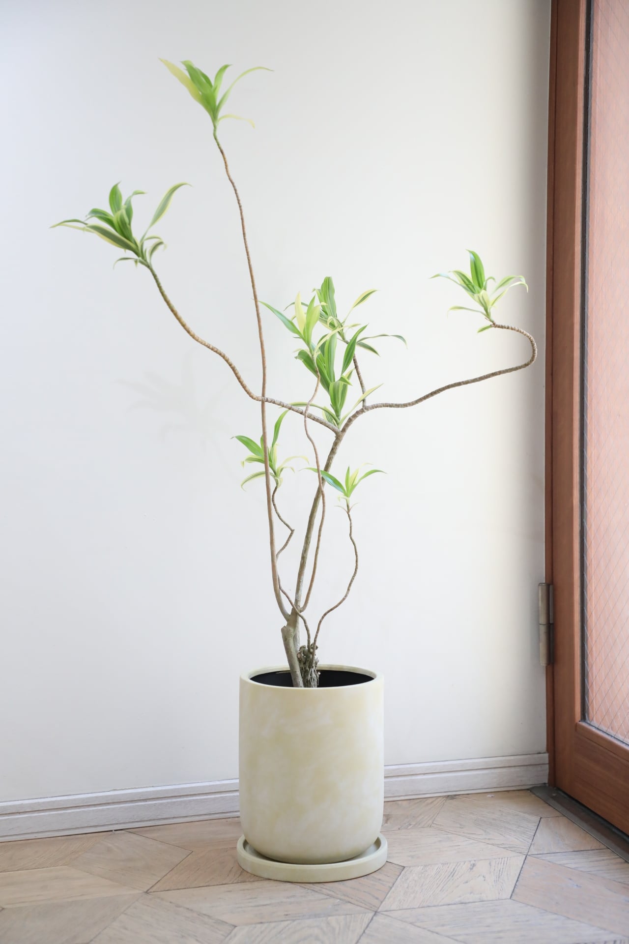 □販売中の商品/For sale | 【厳選植物・器】MIDORI DOUMEI 翠堂明