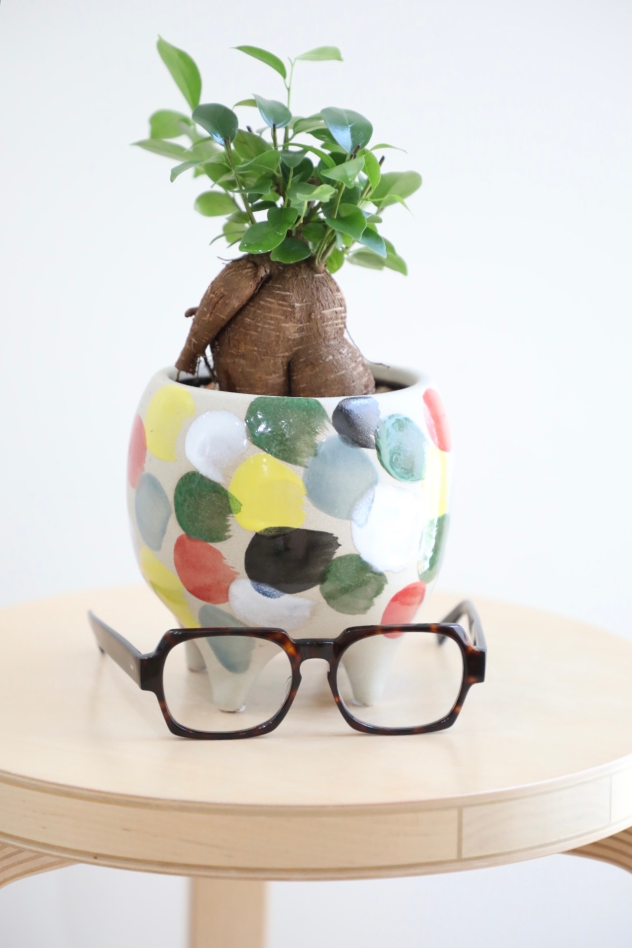 【S】ガジュマル/Ficus microcarpa