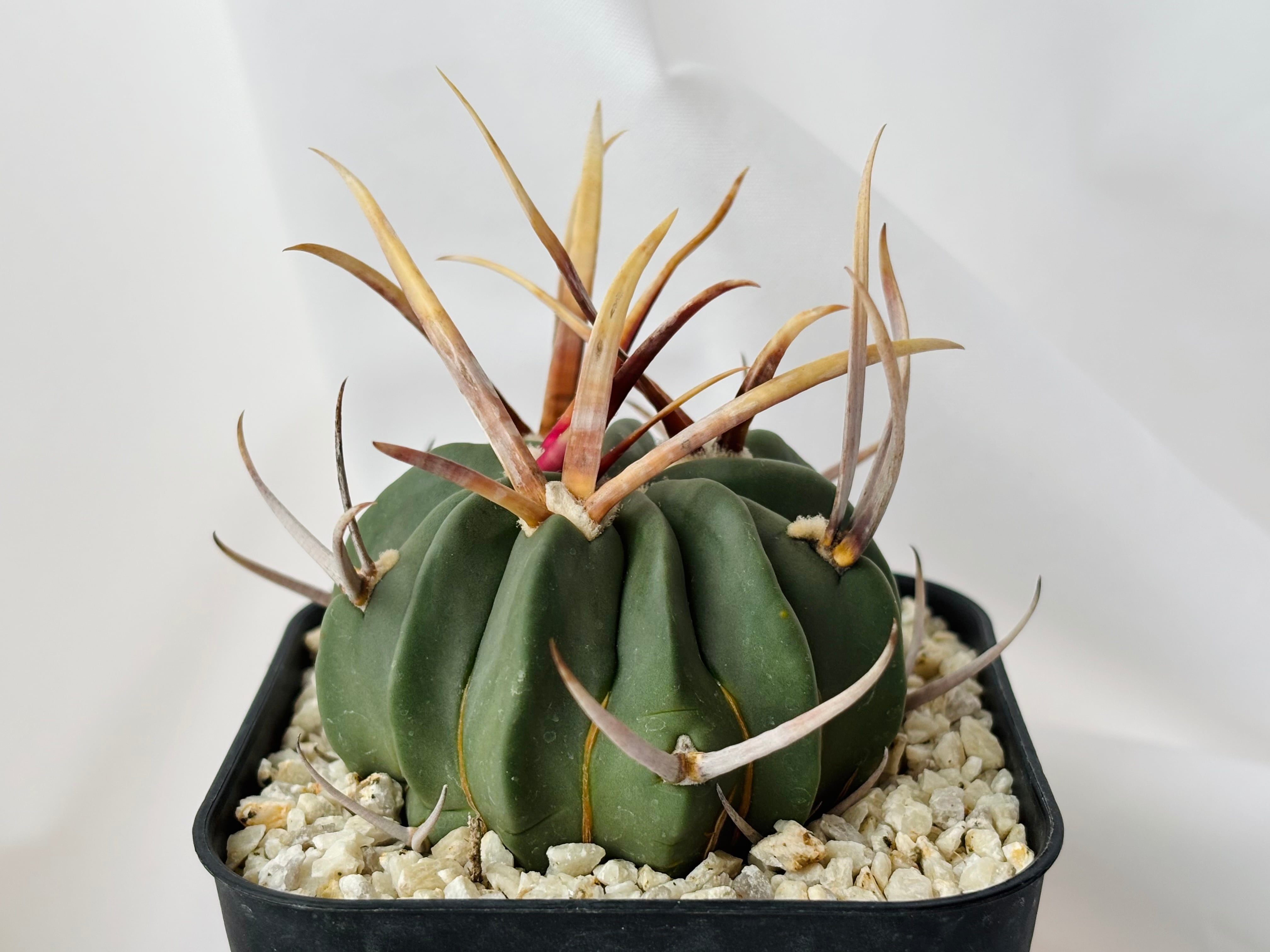 Echinofossulocactus coptonogonus エキノフォスロカクタス 竜剣