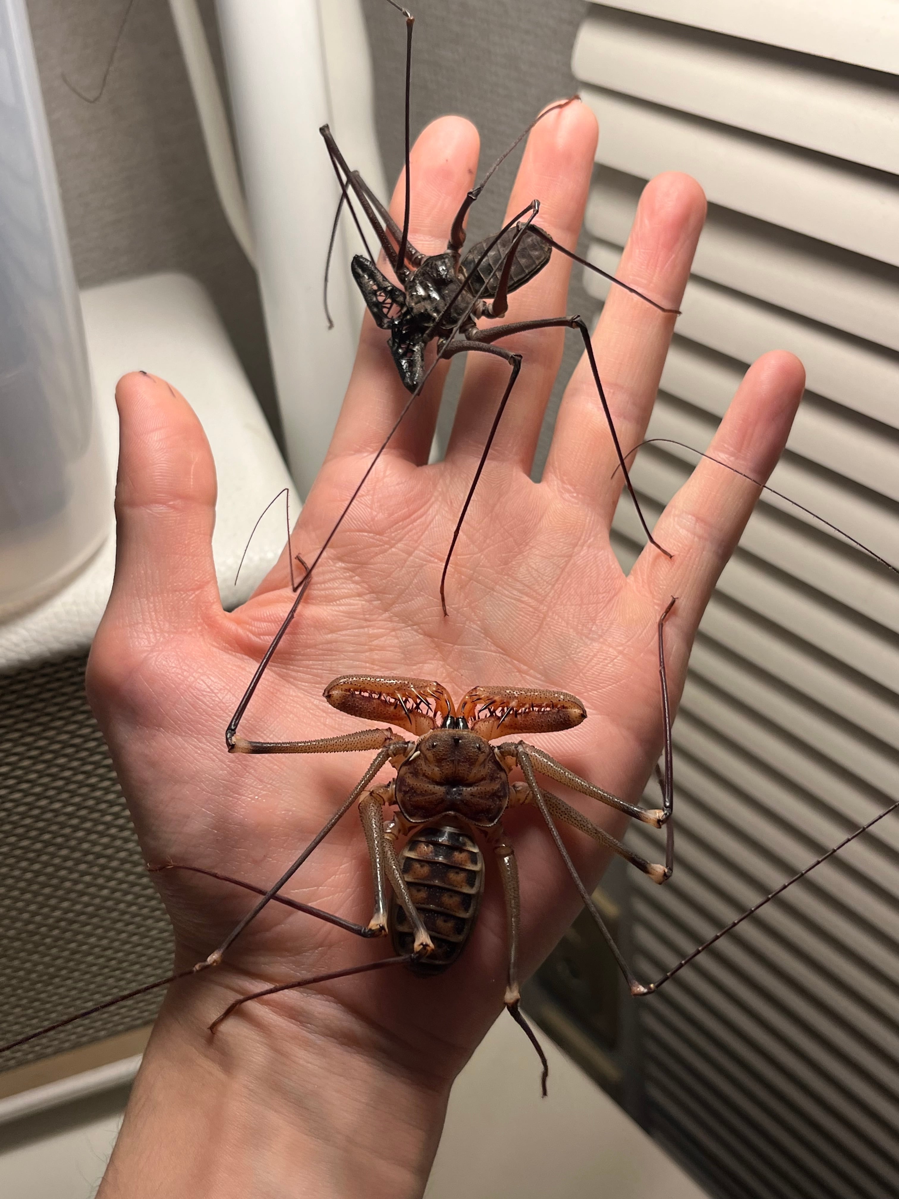 腕蟲希少種】Heterophrynus elephasウデムシ ヒヨケムシ 三大奇蟲