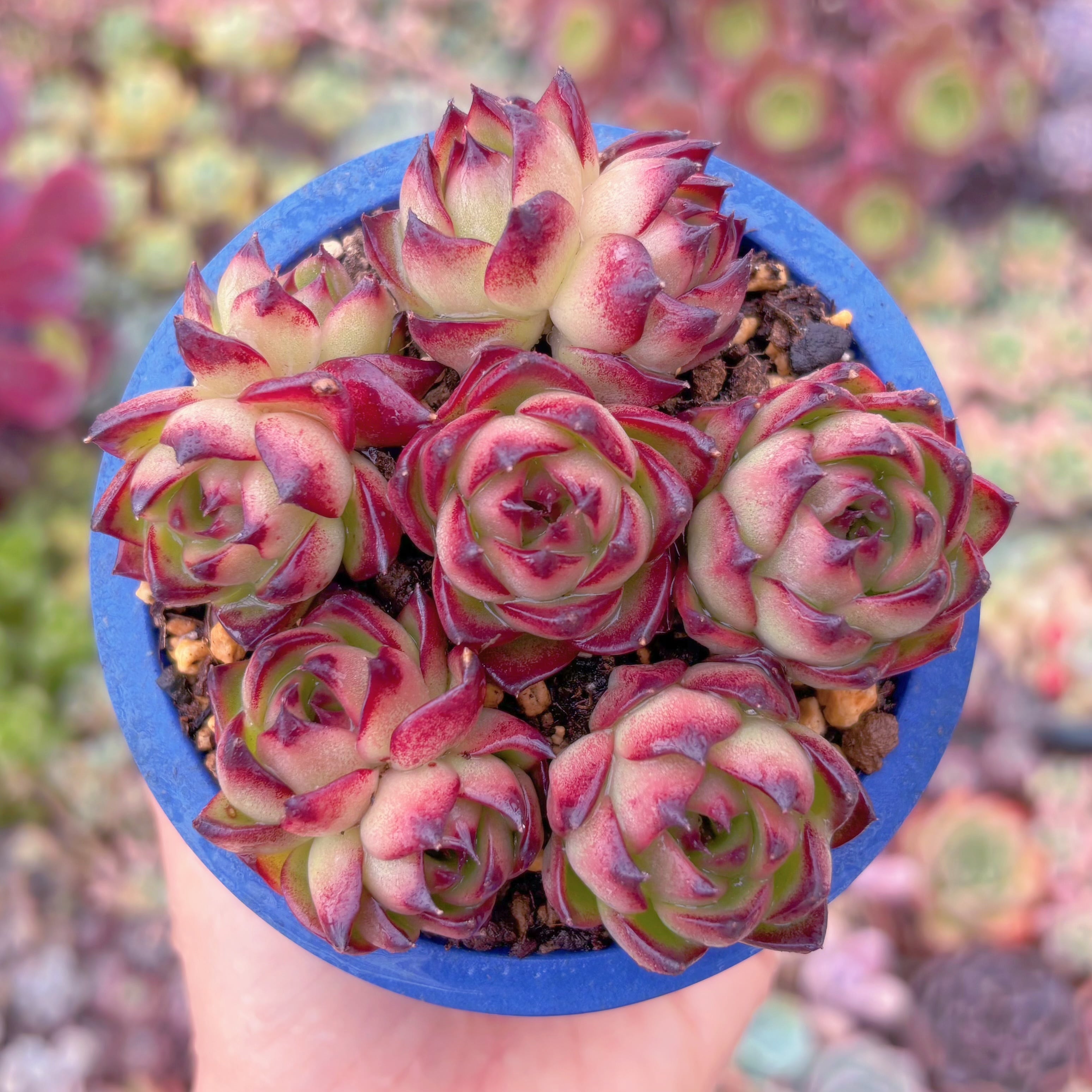 現品　Moon Stone#C57　るる農園