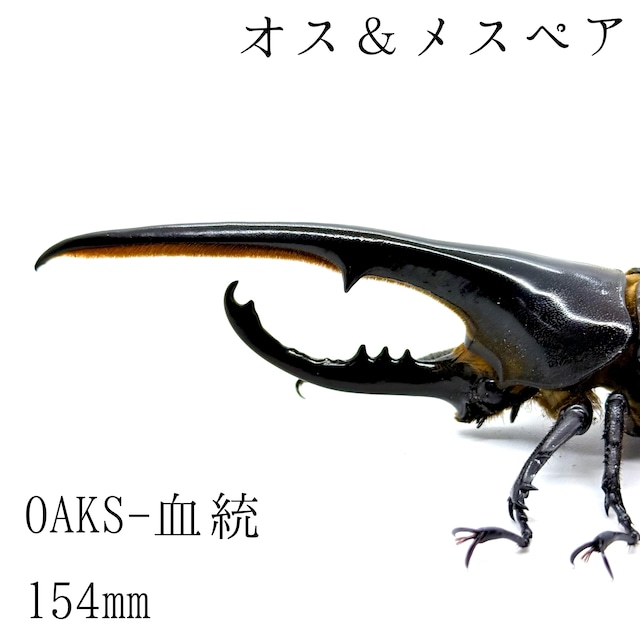 154㎜＆67㎜  / 成虫 / オス＆メスペア / ヘラクレスオオカブト