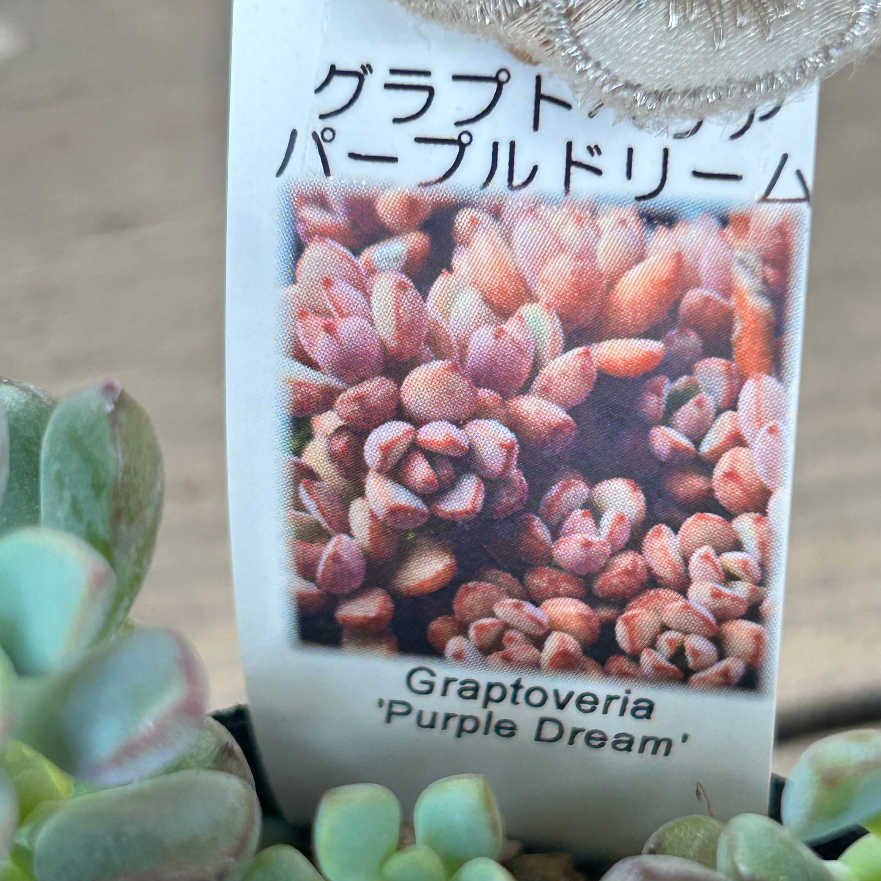 パープルドリーム | RuPo 多肉植物専門店