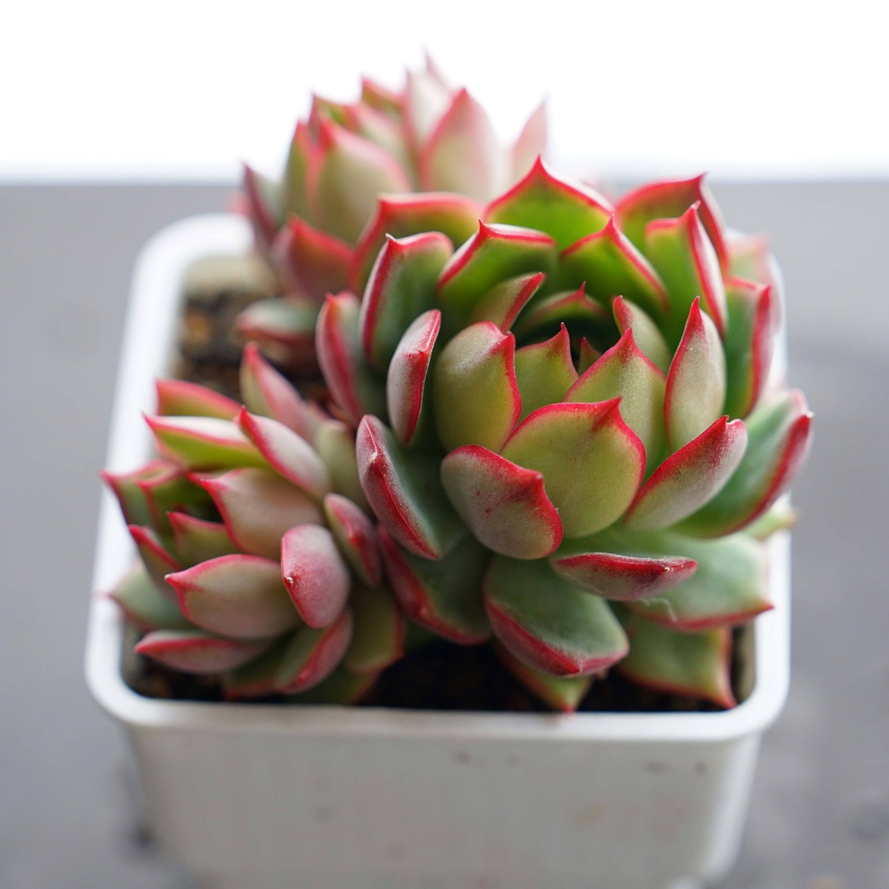 抜き苗 ロータスランプ 【限定1株】群生3頭 Echeveria 'Lotus Lamp'