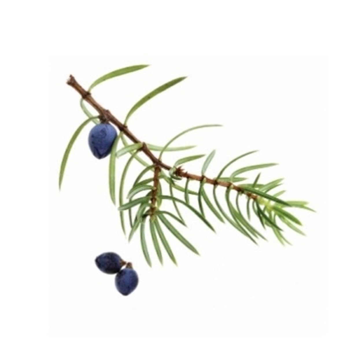 ジュニパーベリー Twinray