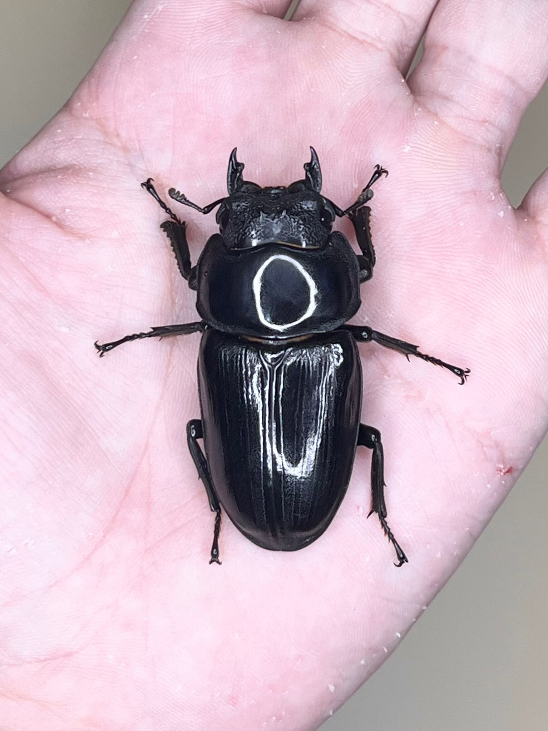 【40mm】ナンベイテナガスジコガネ 昆虫標本 Sphodochlamys l 2026年最新】Yahoo!オークション -タマムシ(ペット、生き物)の中古品