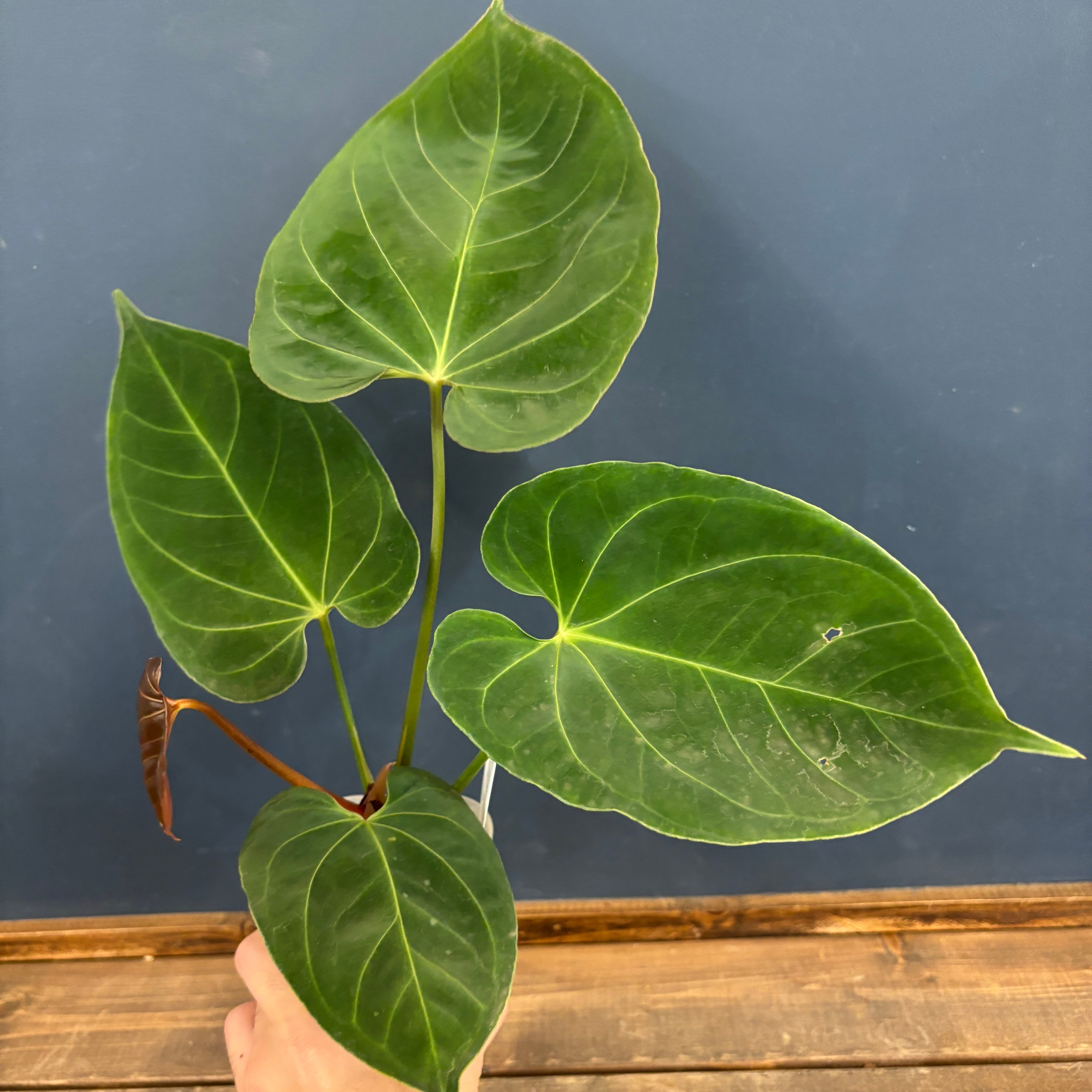 P.coronarium Philippines Dwarf/コロナリウム・フィリピネス