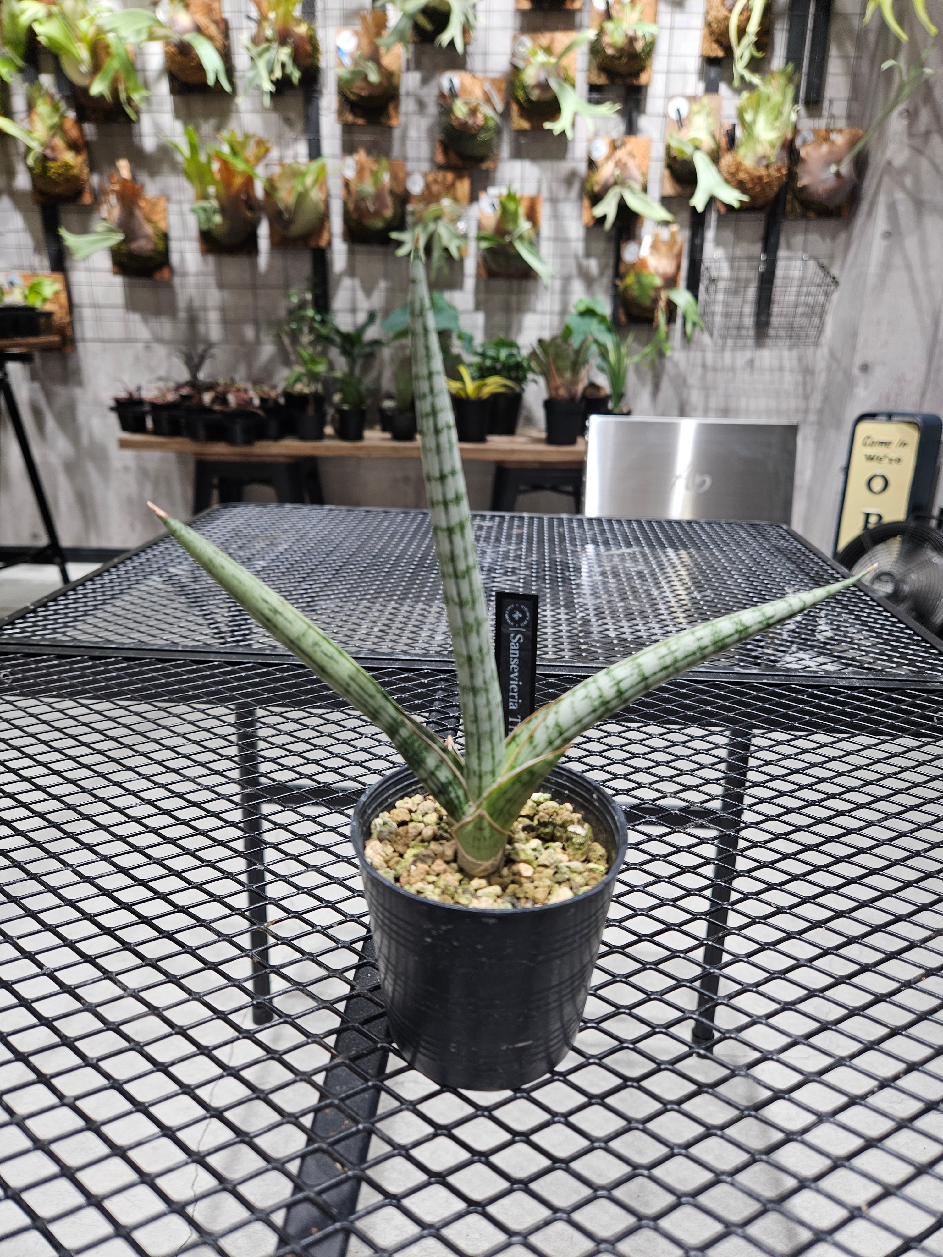 Sansevieria Trident 【artPLANTs/PLANTS GARAGE】 サンスベリア