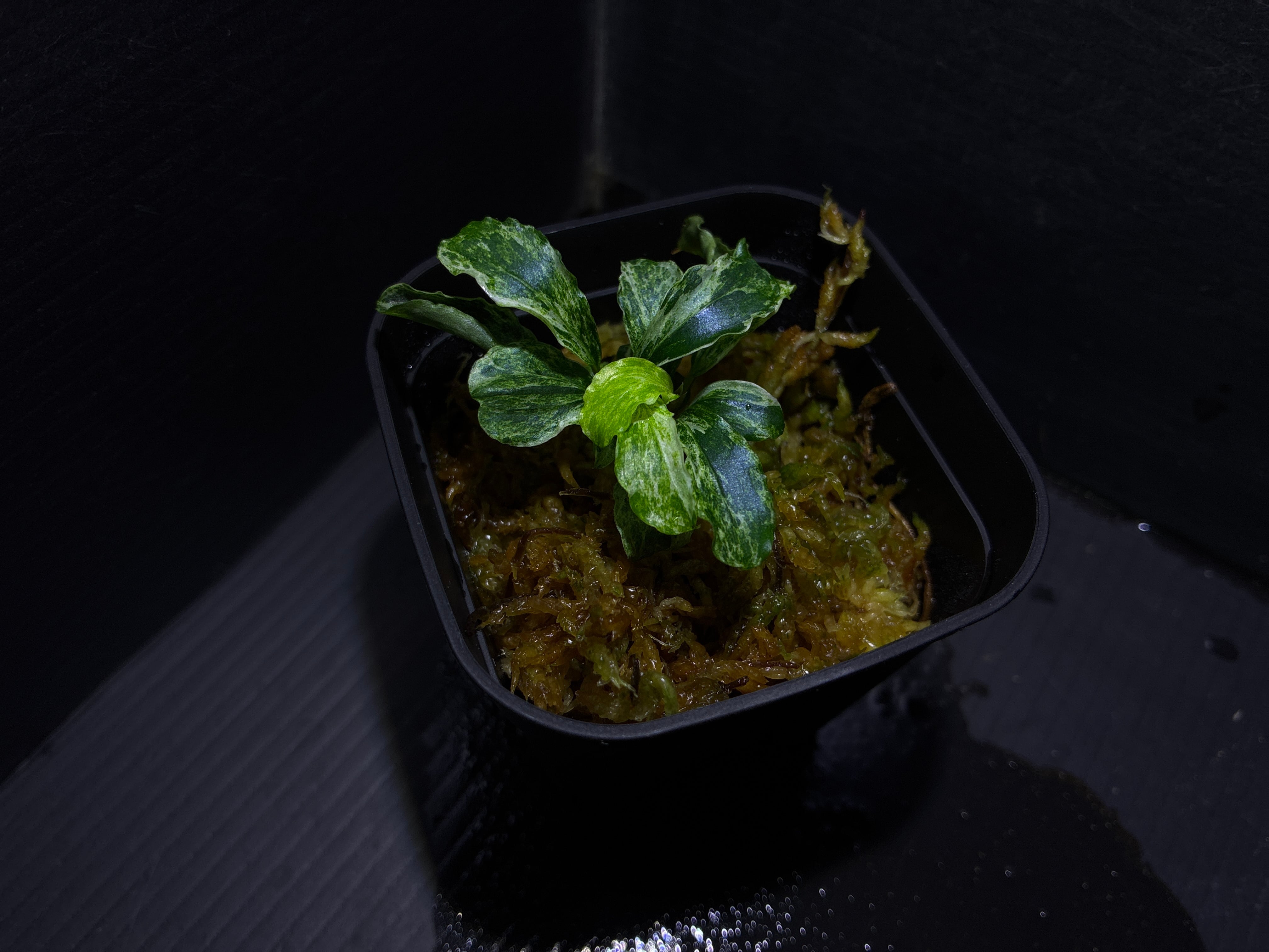 Bucephalandra sp. Deep Blue(ブセファランドラsp. ディープブルー