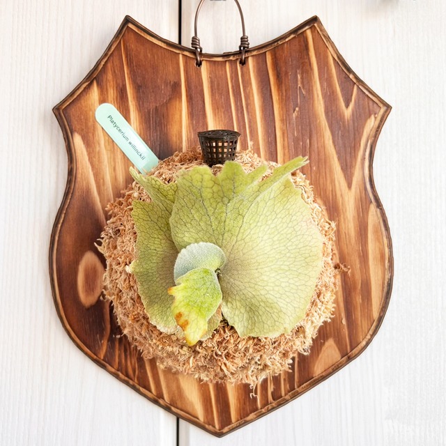 ビカクシダ ウィリンキー 板付 【観葉植物 室内 コウモリラン】