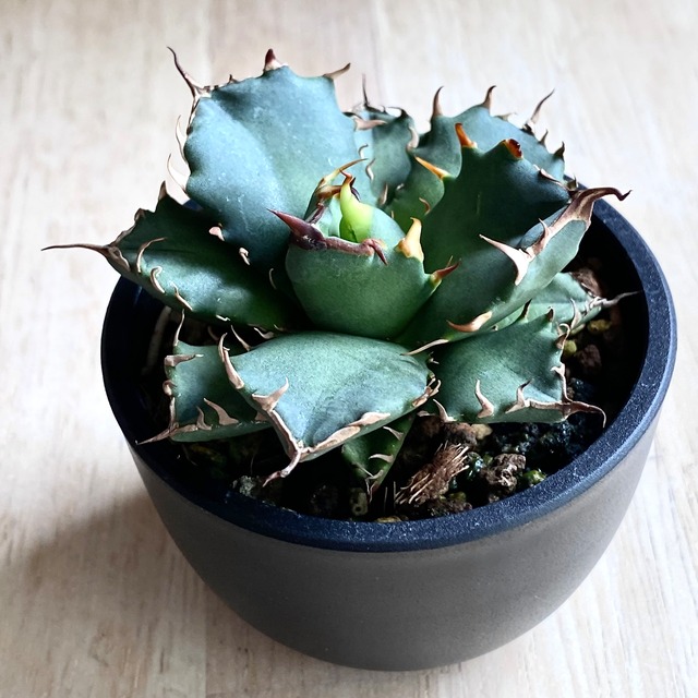 Agave pygmaea Dragontoes 子株/アガベ ピグマエア ドラゴントゥース 
