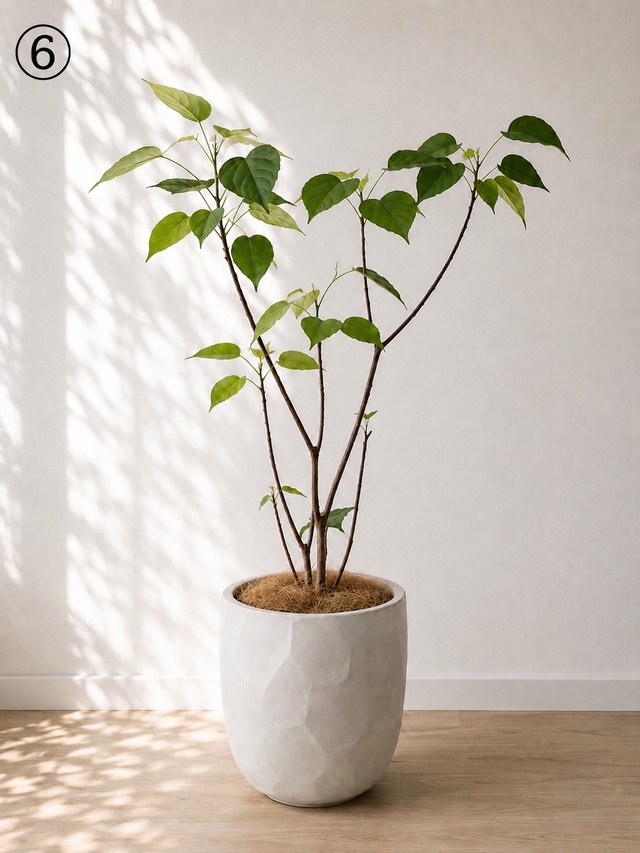 植木鉢 ホワイト 白 おしゃれ 陶器鉢 ファイバークレイ ファイバーセメント