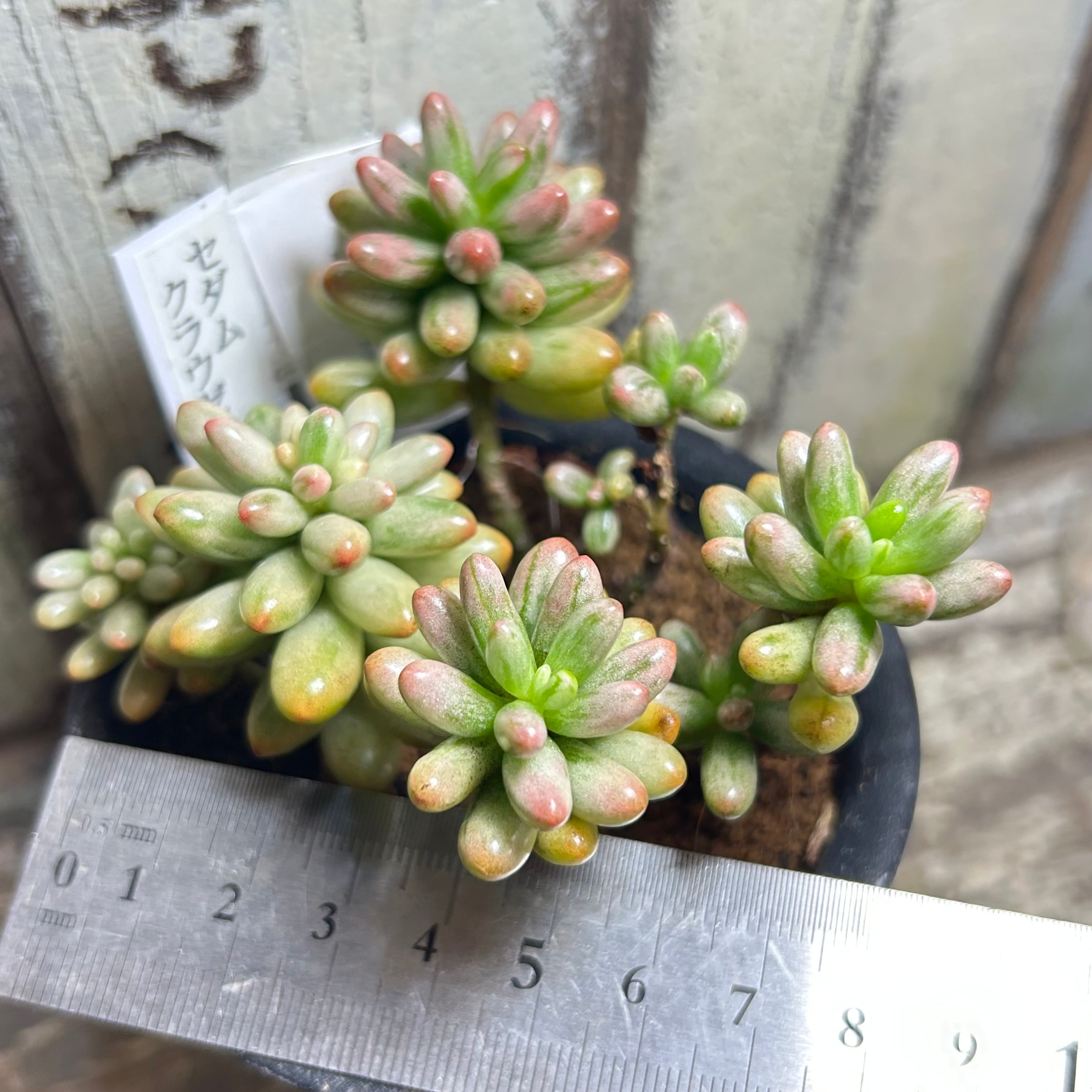 B)セダム クラウゼン錦 | RuPo 多肉植物専門店