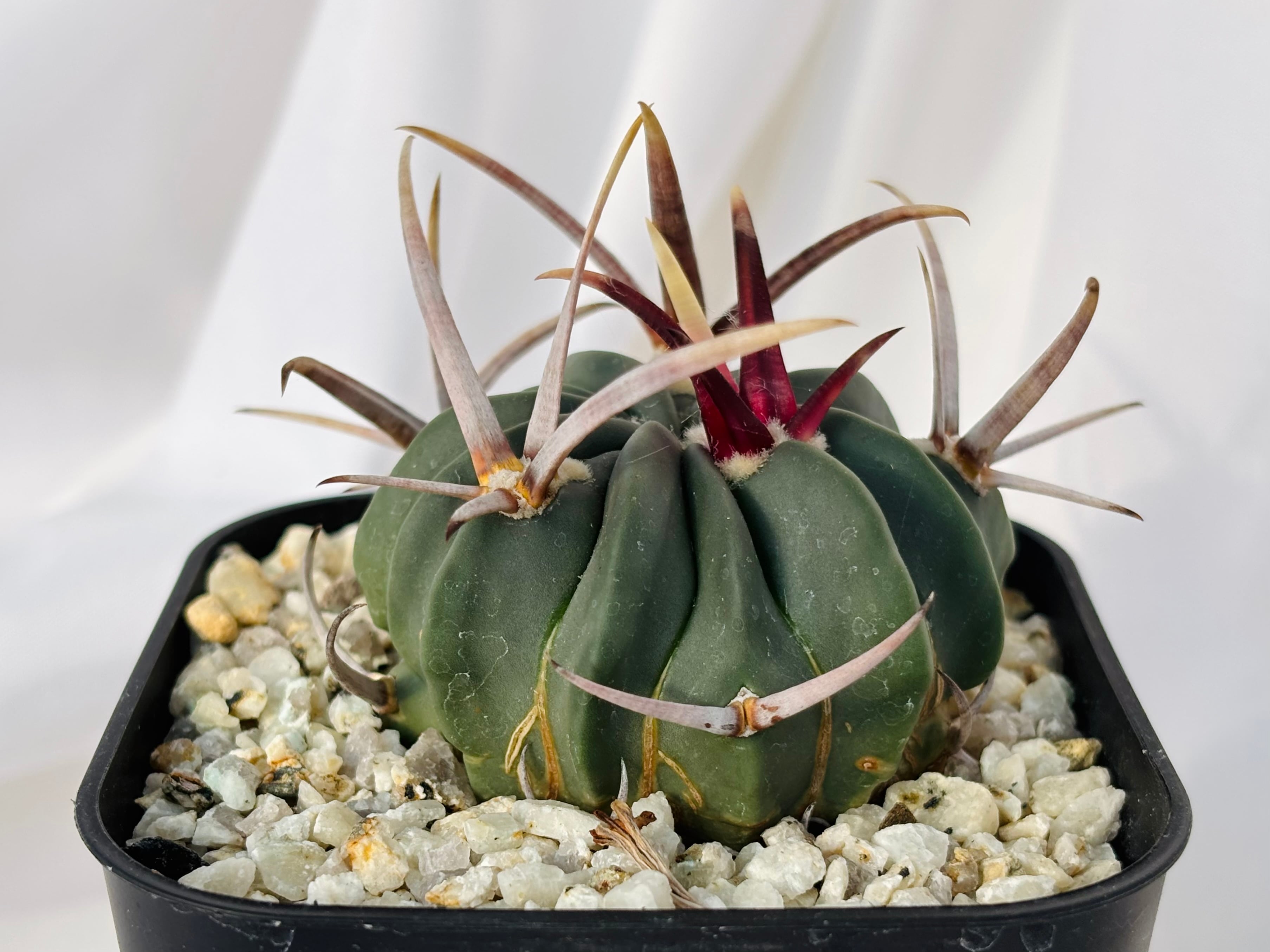 Echinofossulocactus coptonogonus エキノフォスロカクタス 竜剣丸 サボテン