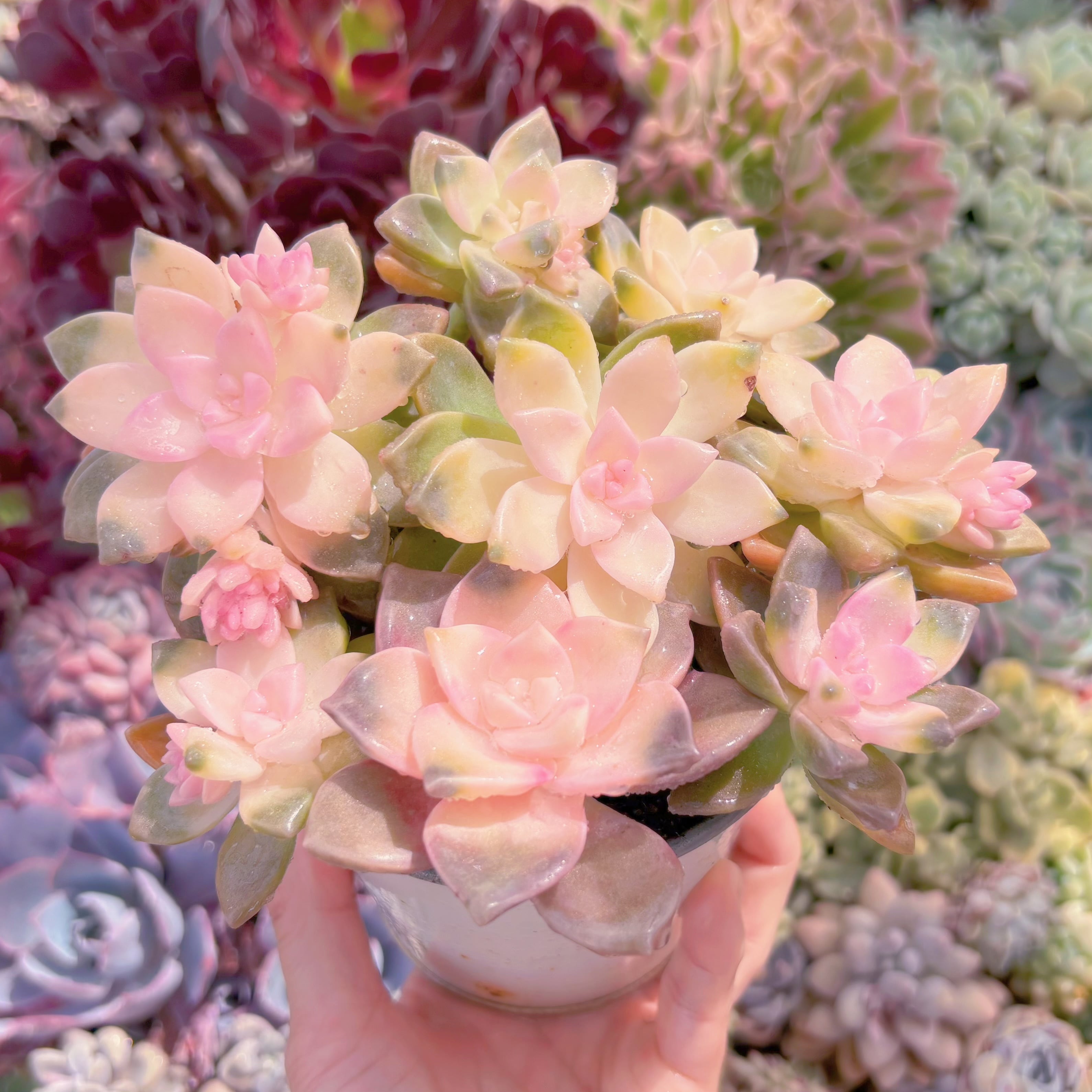 多肉植物　淡雪錦(7頭)　新入荷　るる農園