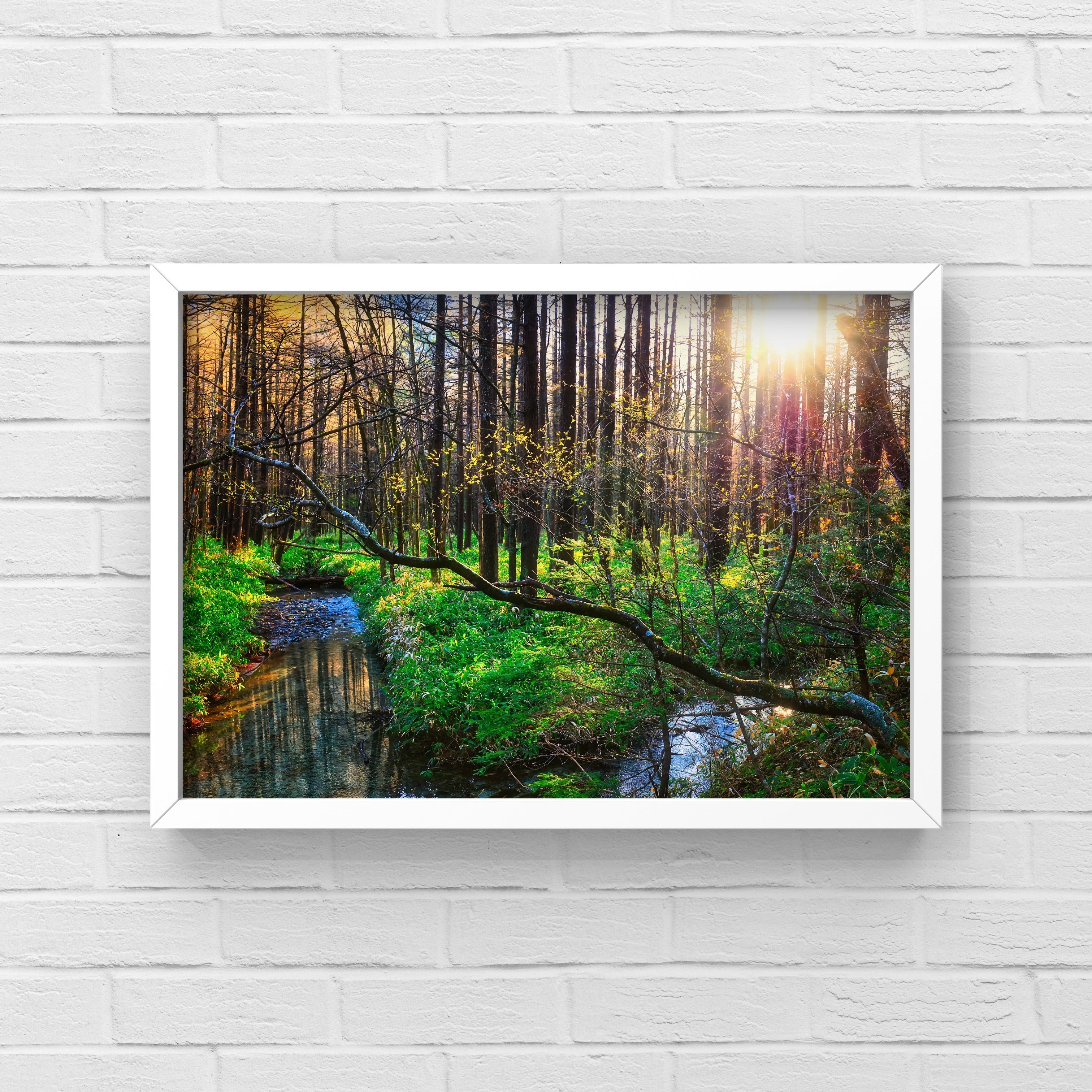煌めきの森 | Taka Mountain Gallery