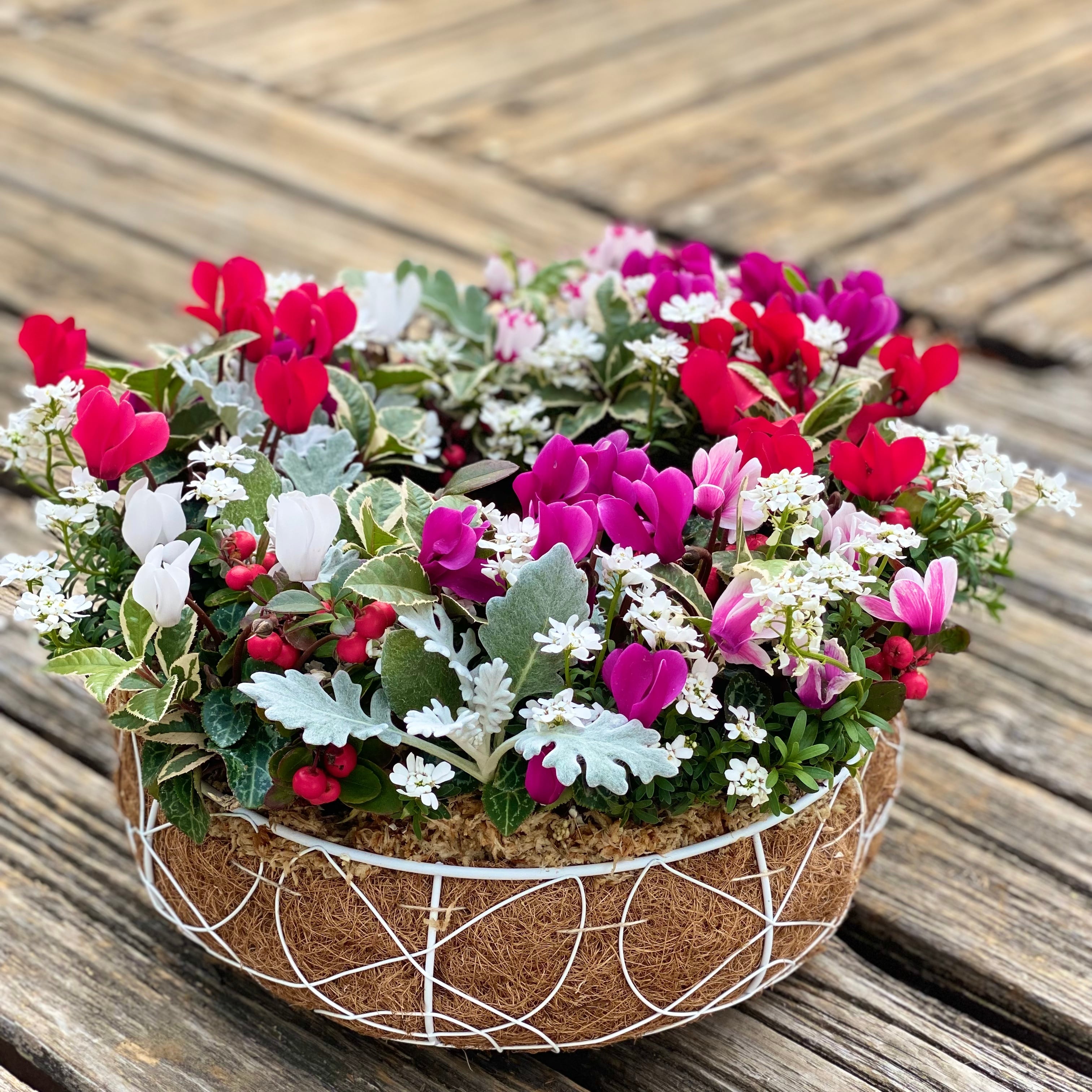 ガーデンシクラメンとチェッカーベリーのプランツギャザリング