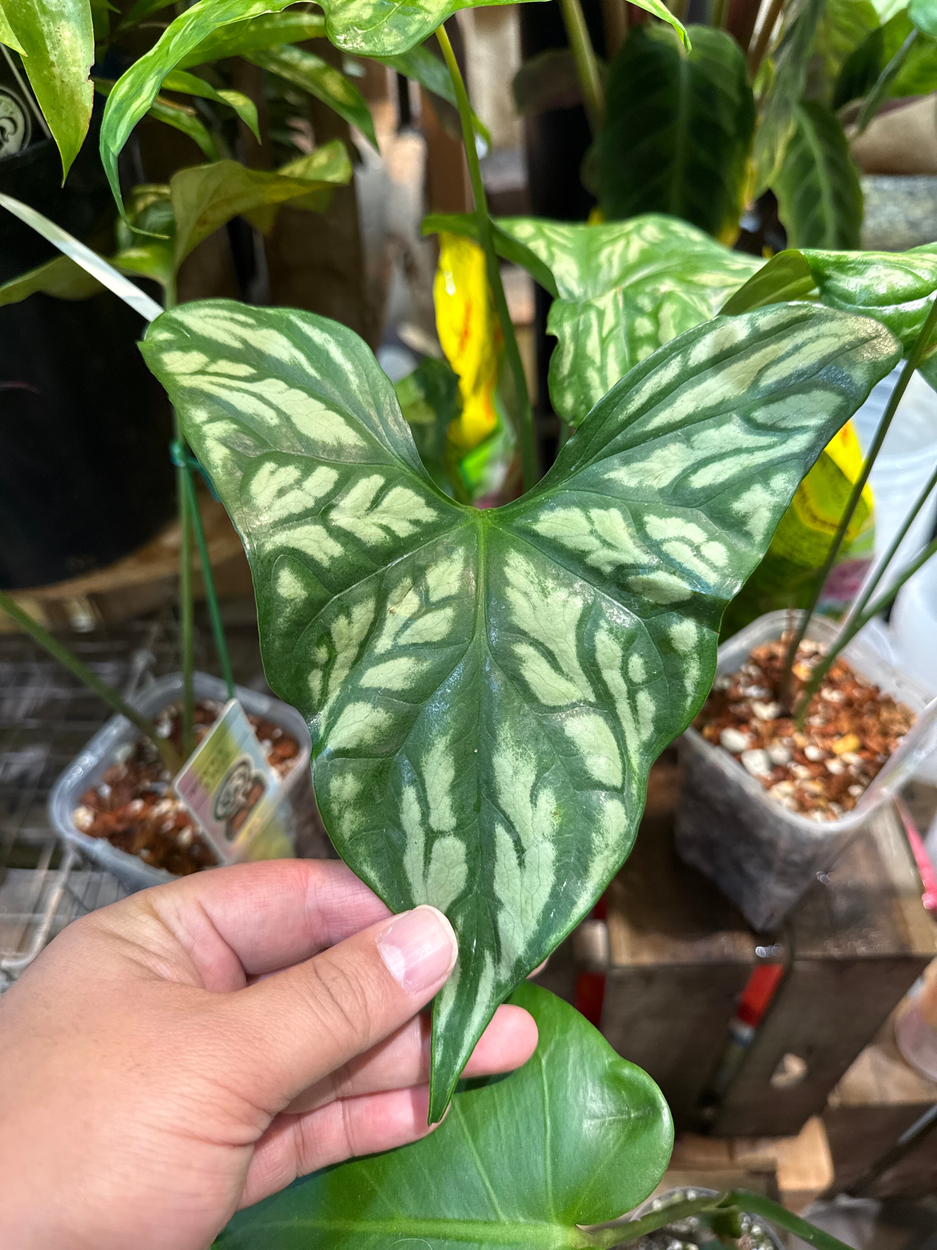 セルセティル ミラビリス | Gardenえん 【観葉熱帯植物】