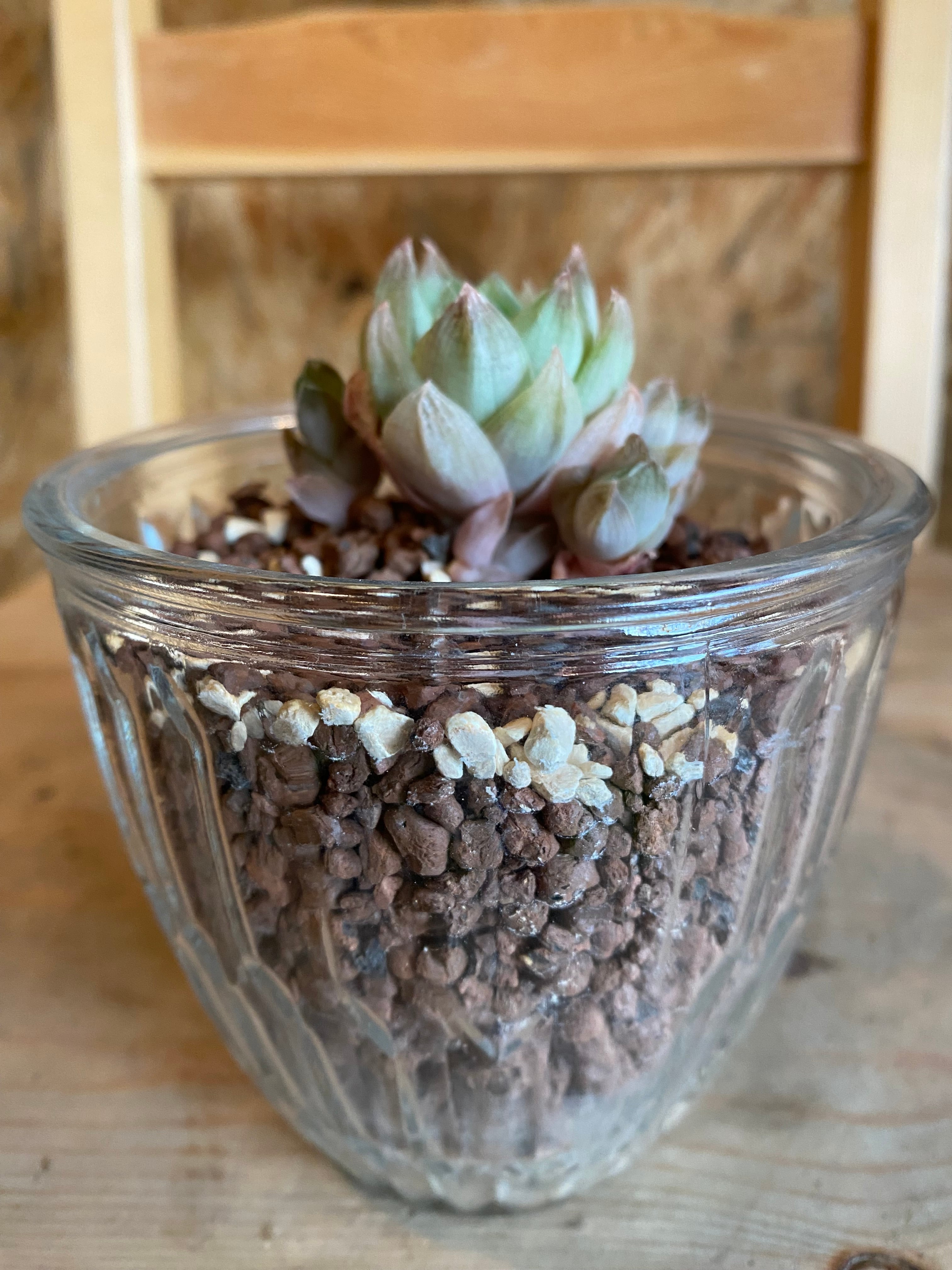 ハオルチア ハイドロ ガラスポッド H13cm W10cm | Garden Varejo