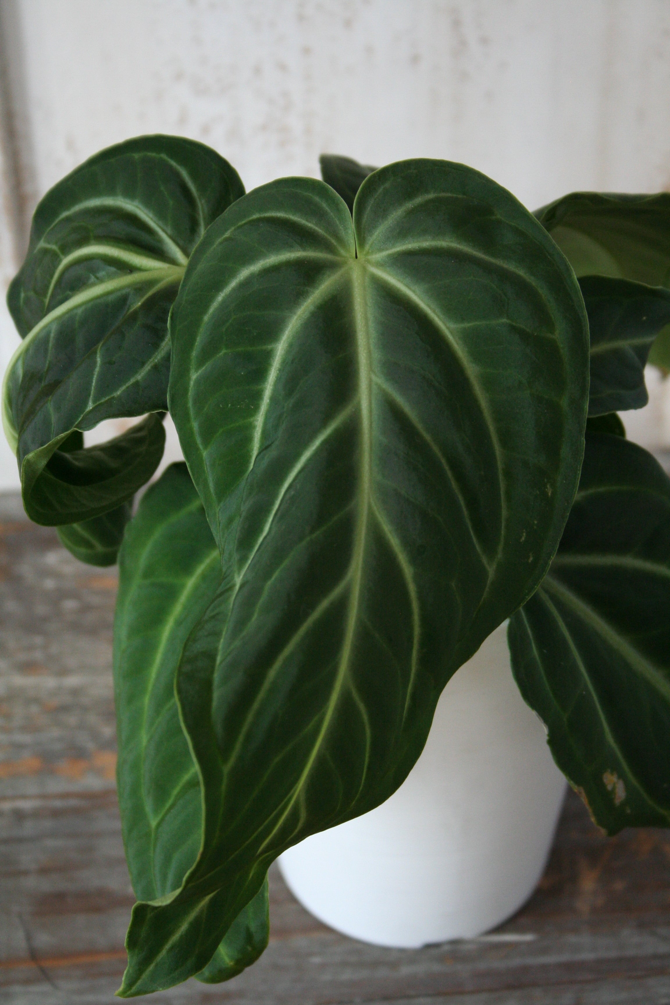 アンスリウム・ヴィレナオルム | Nature Garland／deco flower＆plants