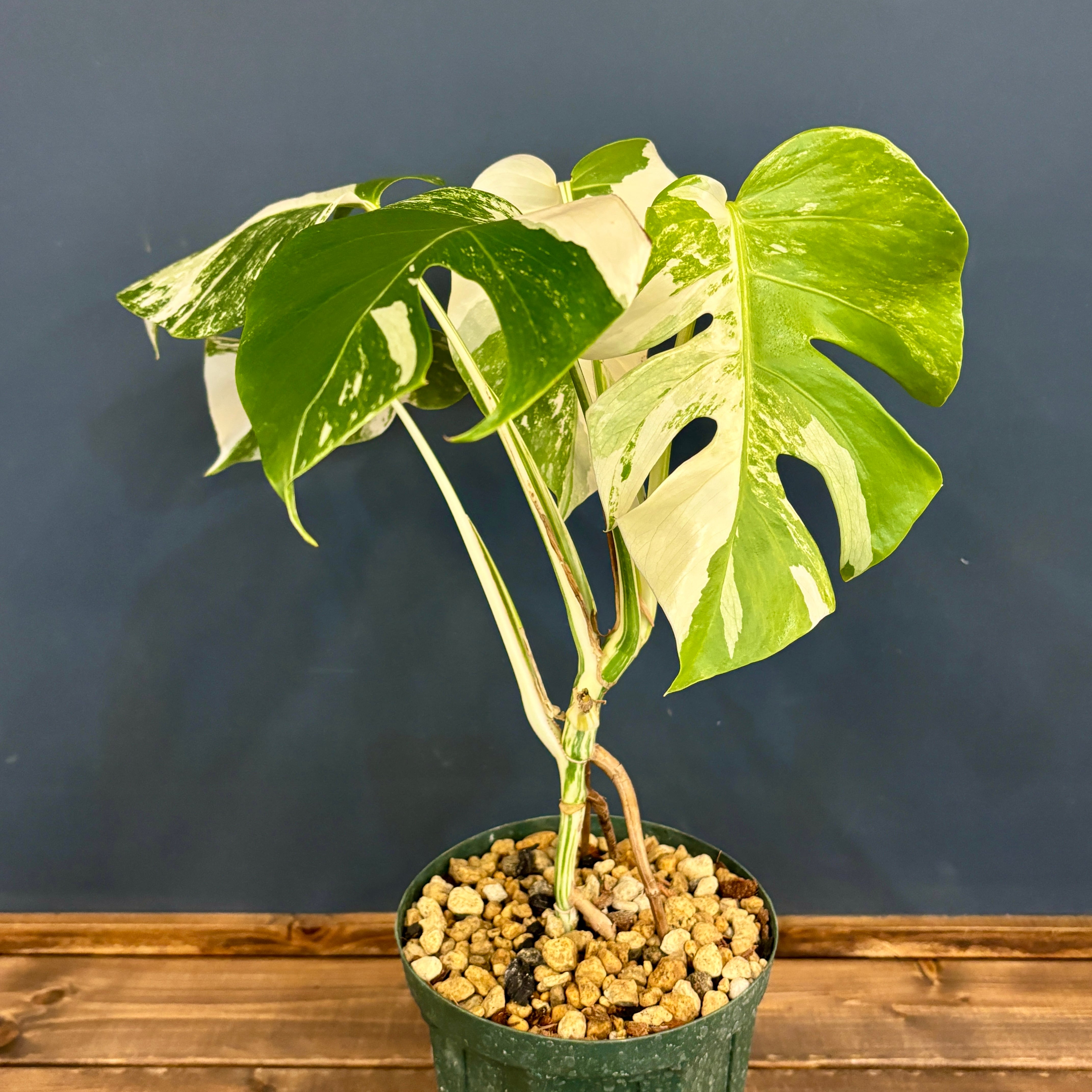 モンステラ ホワイトタイガー (ボルシギアナ)【678】