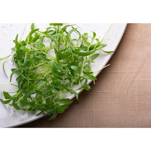 パクチーマイクログリーン 10g 香り豊かなハーブ野菜 秋田県藤里町産
