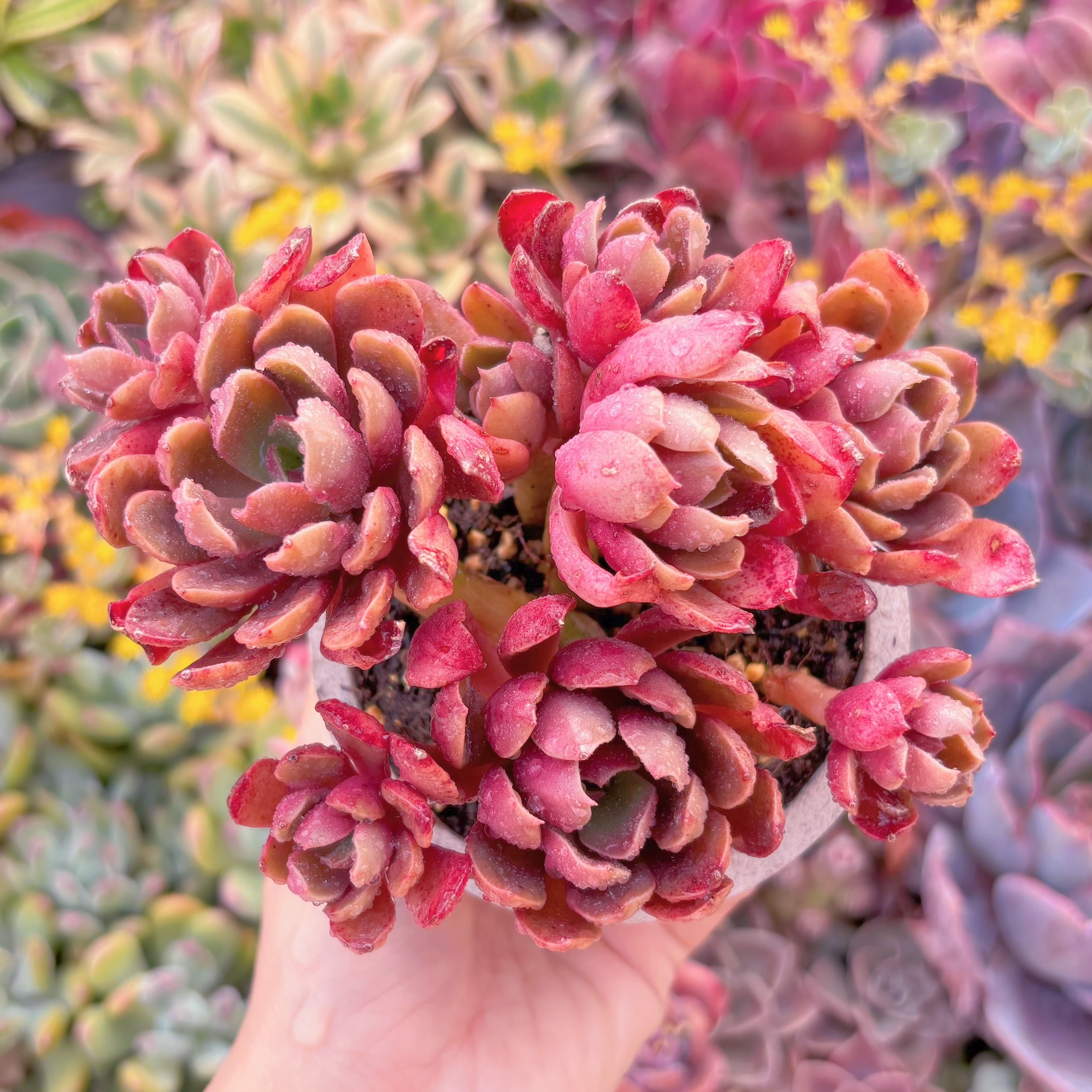 現品　緋紅の翼#F054　るる農園