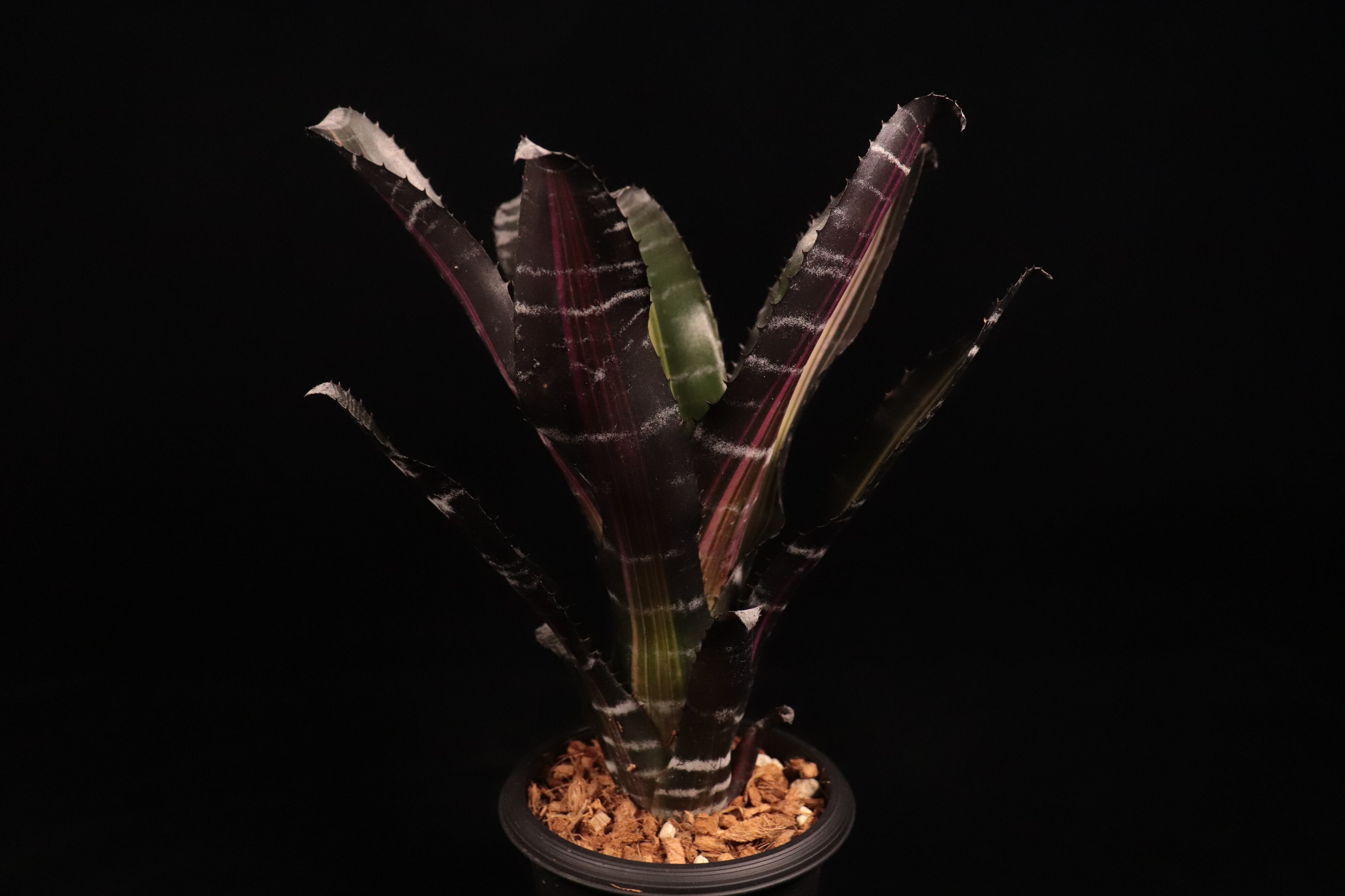 Aechmea 'Roberto Menescal'〔エクメア〕A204 | plane plants