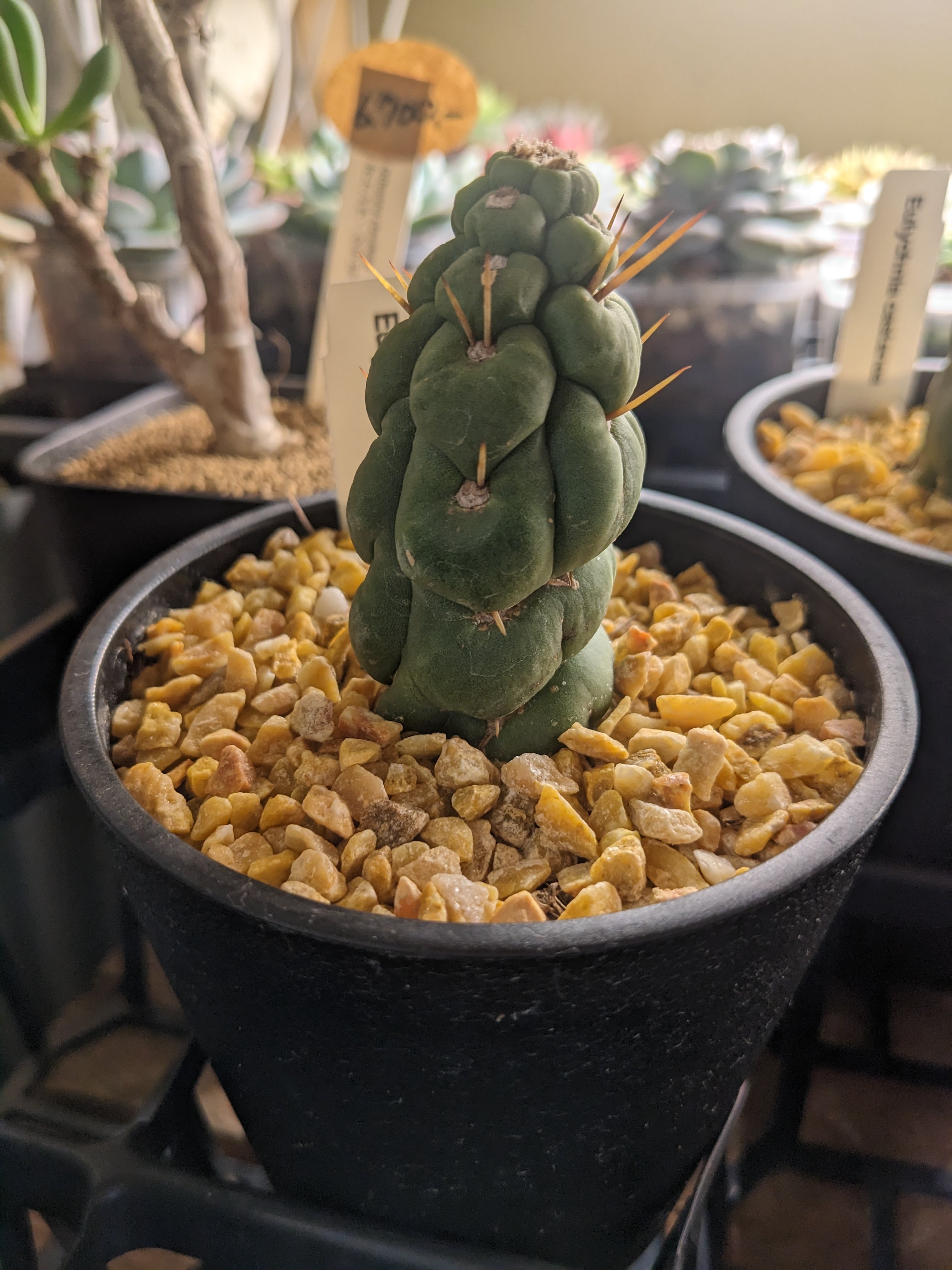 お買い得 多肉植物 ぷくぷく系 4点セット | PAY ID