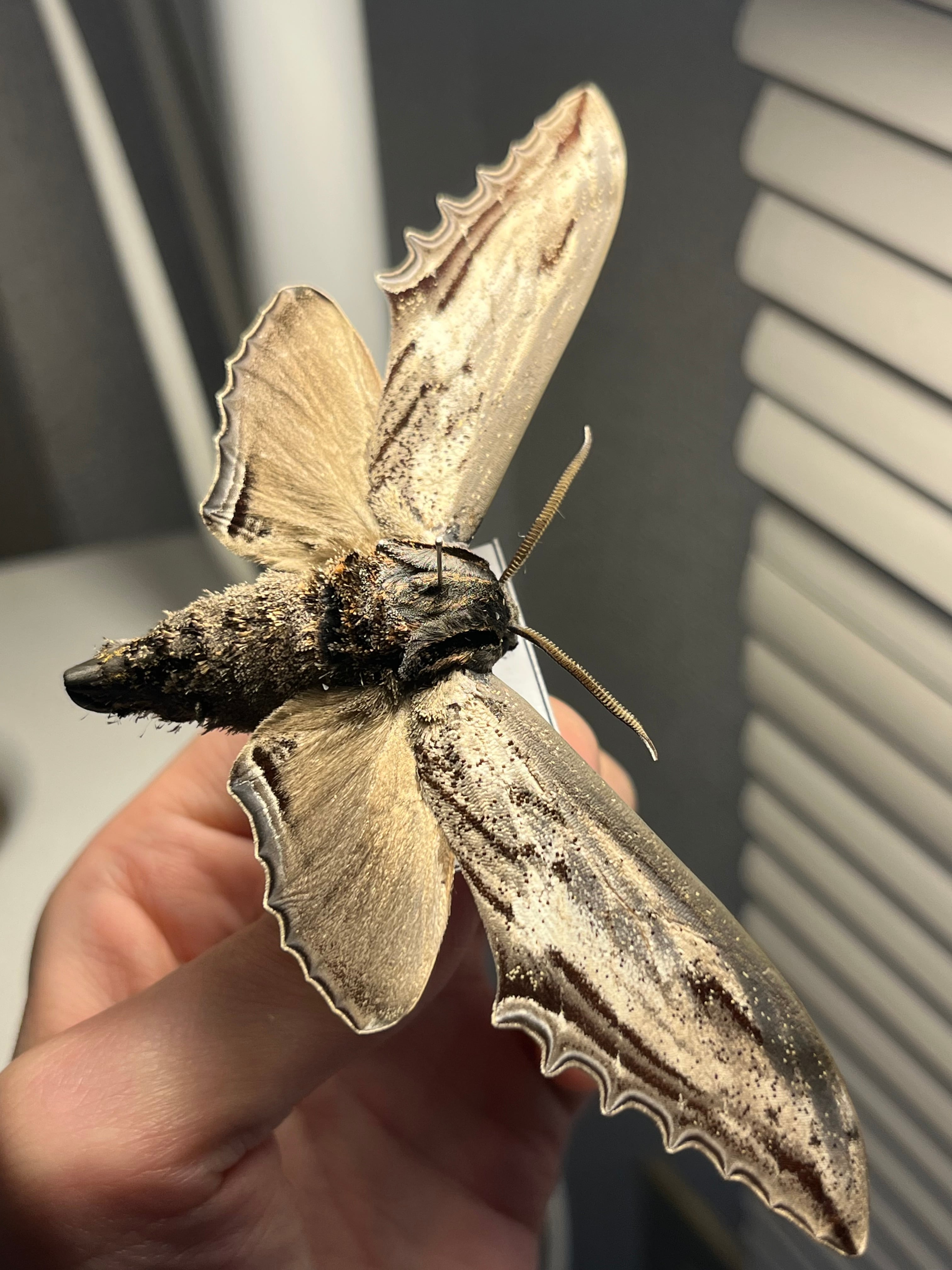 オオシモフリスズメ 外国産蝶標本 標本 オオミズアオ ヤママユ 蝶 蛾