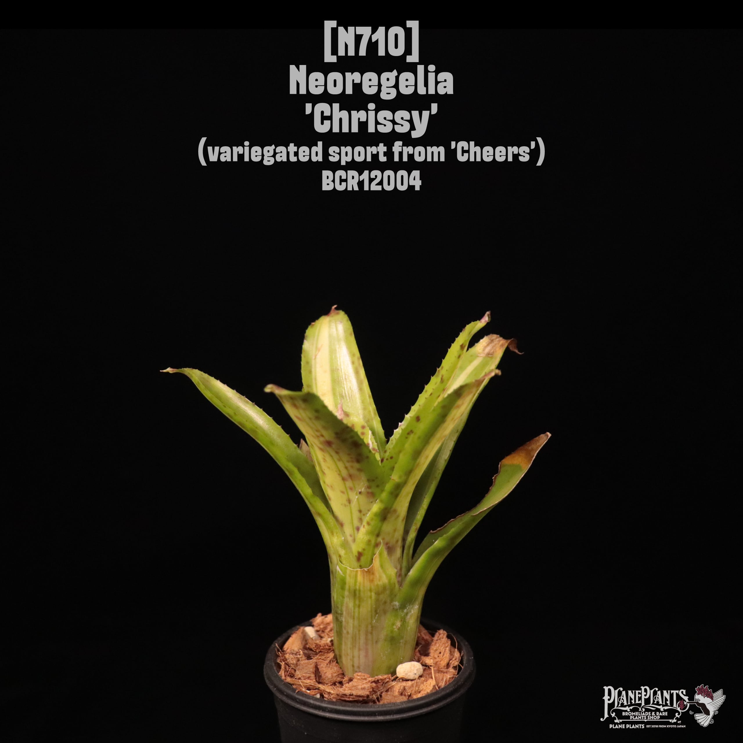 Neoregelia 'Chrissy'〔ネオレゲリア〕N710