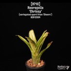 Neoregelia 'Chrissy'〔ネオレゲリア〕N710