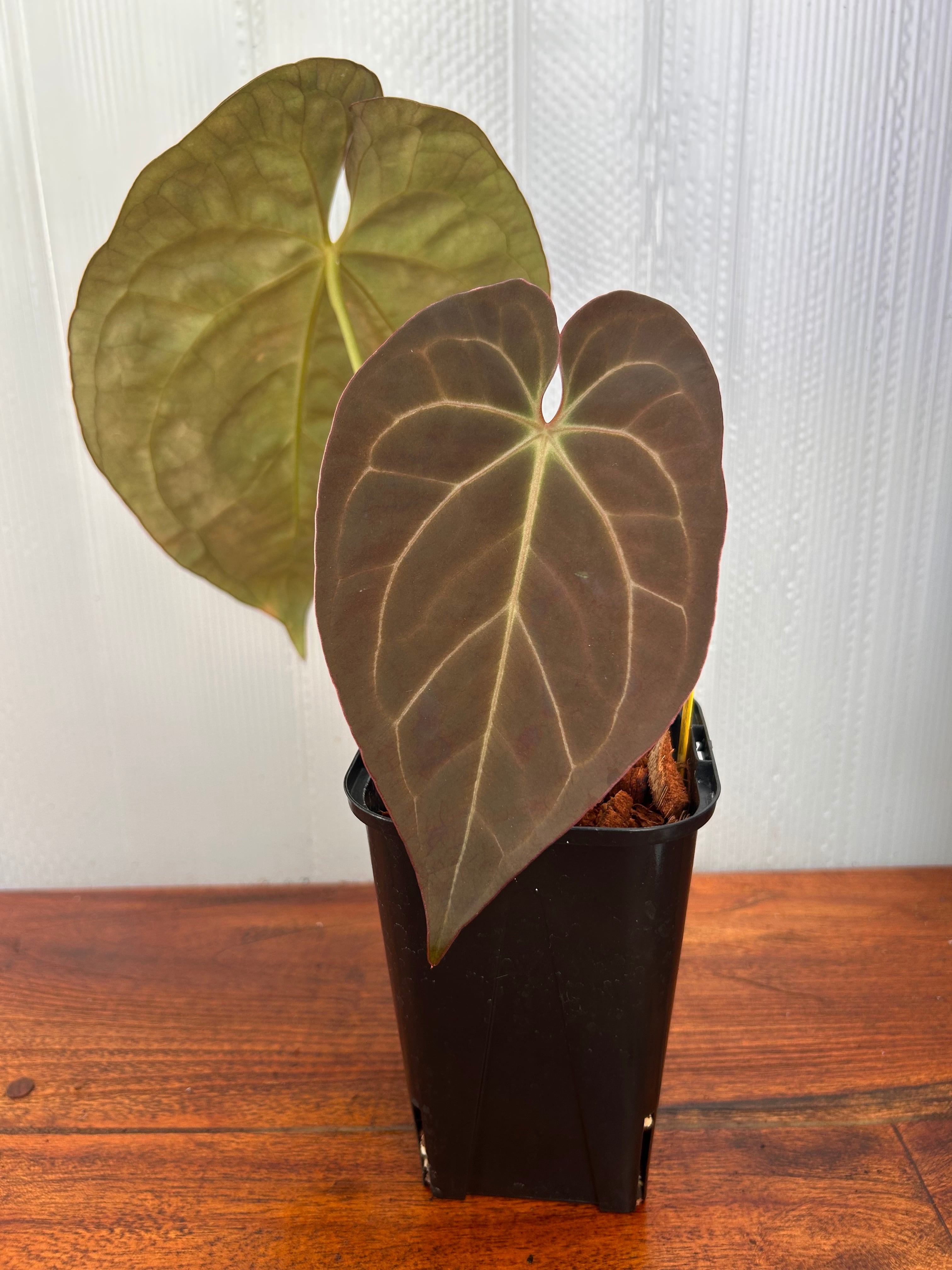 Anthurium | BALI-AN 園芸