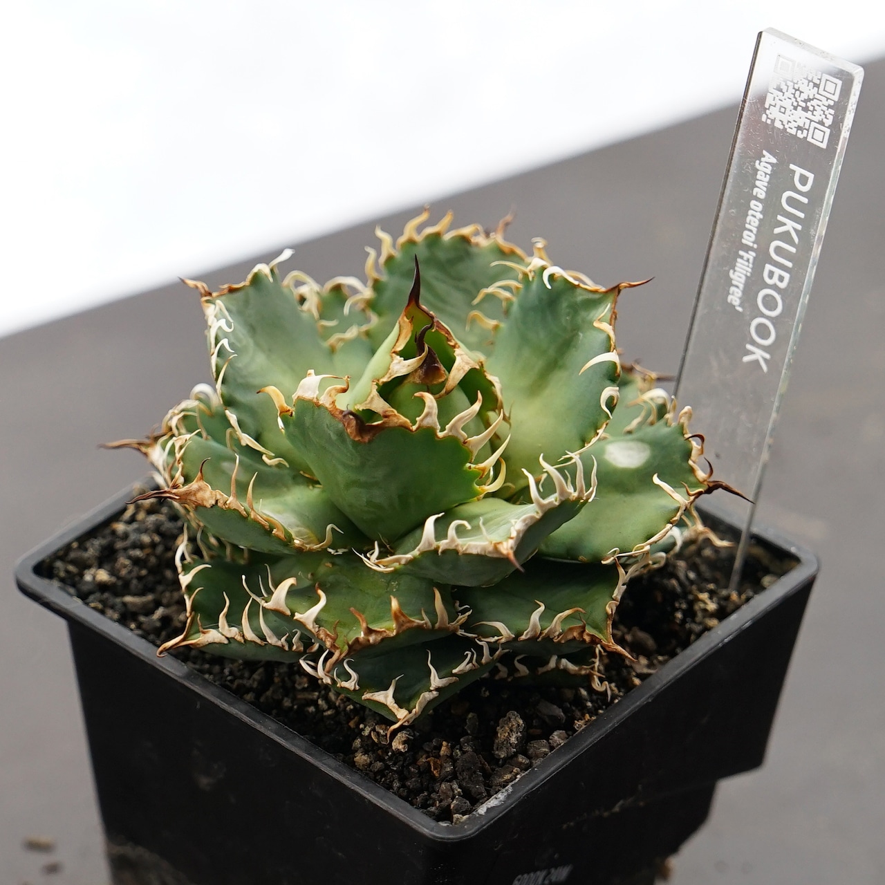 【PREMIUM】抜き苗 フィリグリー Agave oteroi 'Filigree'