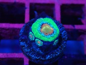 Loadhowensis Baby Premiumrainbow 3