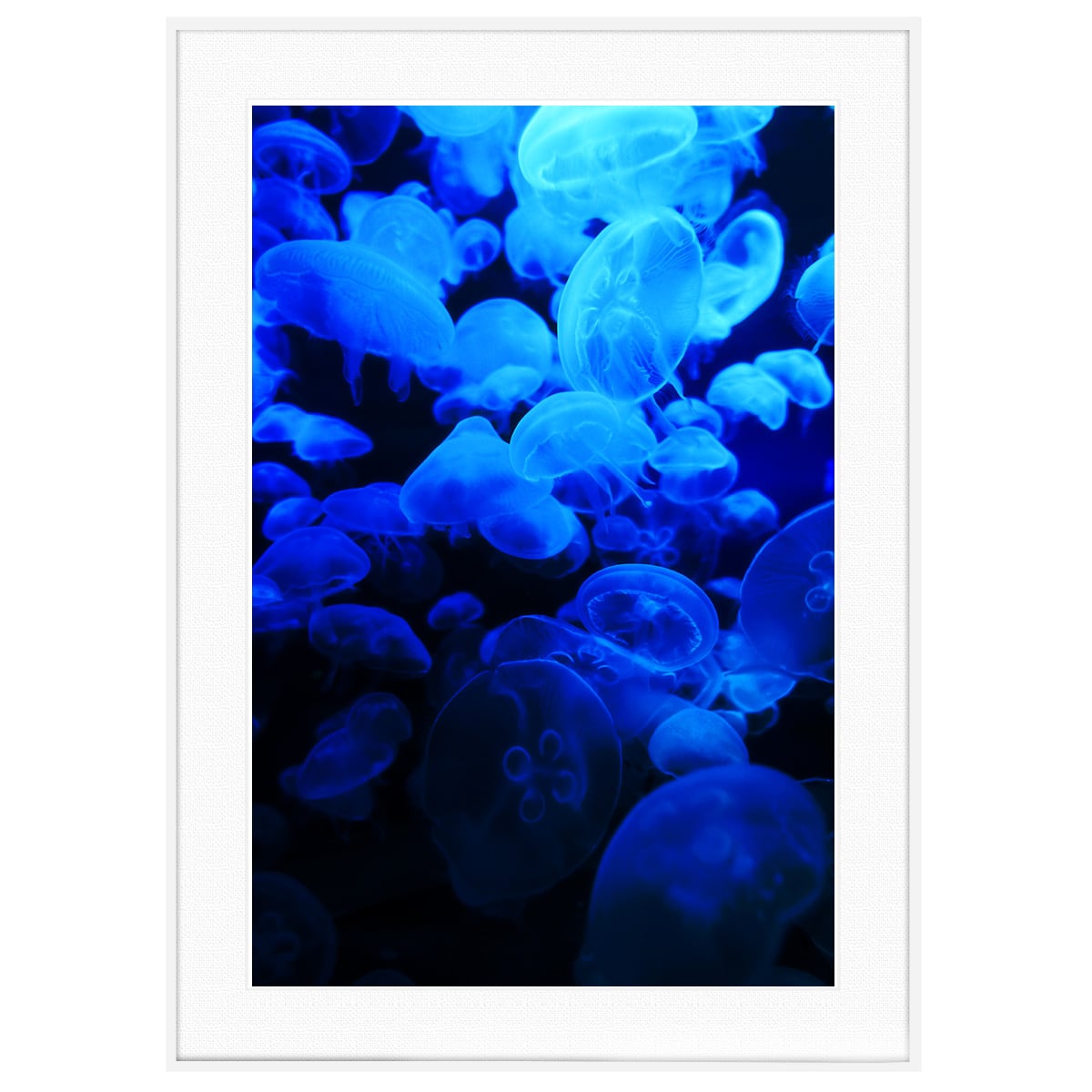 カラフルな写真 青く光るクラゲ インテリアアートポスター額装 AS2123