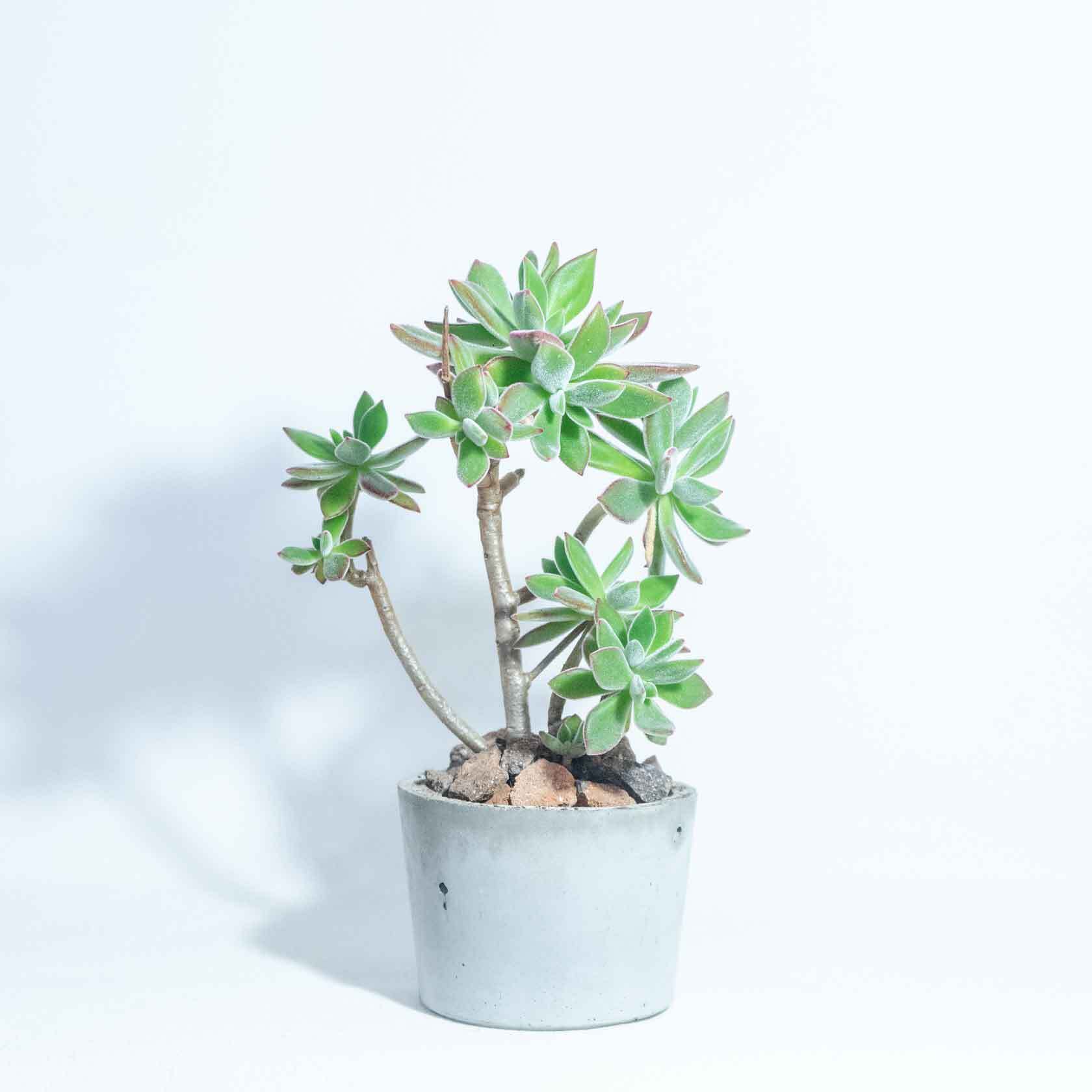 ＼送料無料／≪ 多肉植物 ≫屋内もオッケーなハムシーの鉢植え｜無機質でどんな場所とも相性のいい手作りモルタル鉢