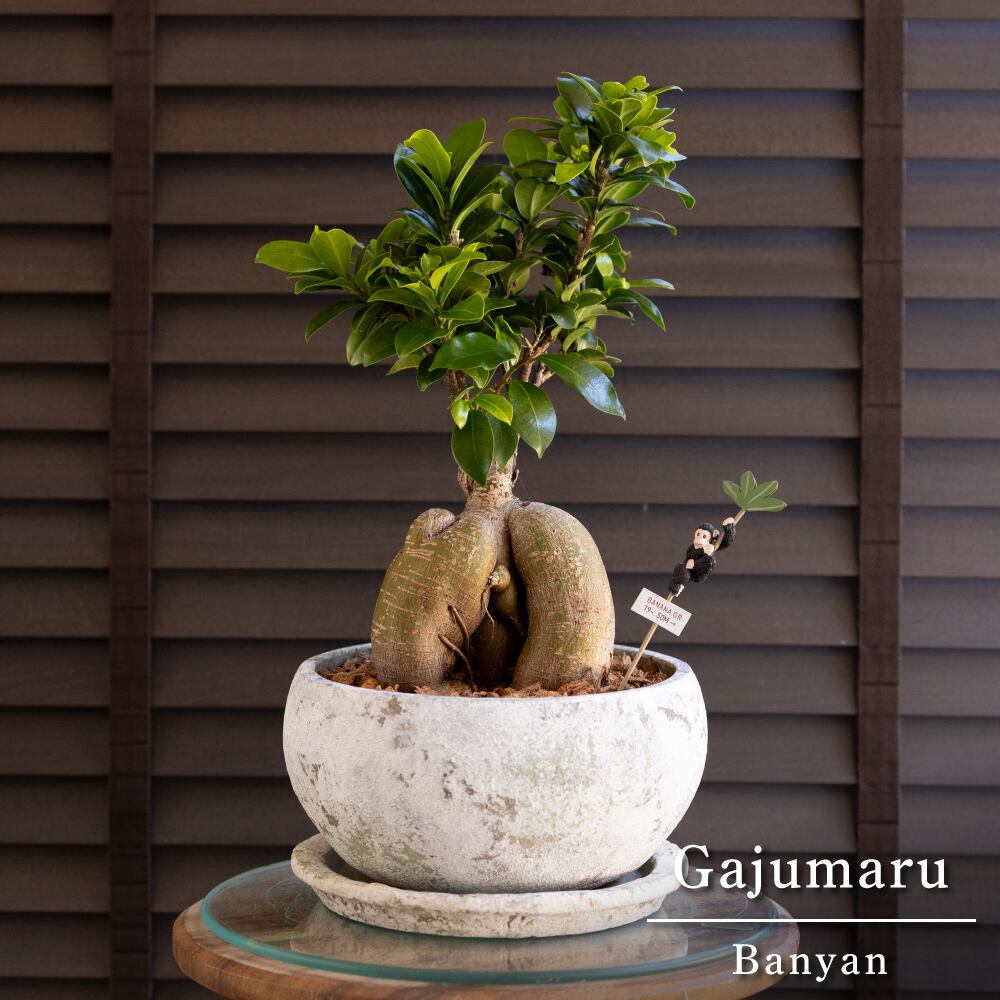 ガジュマルの木 7号 陶器鉢 ピック付 観葉植物 ガジュマル 多幸の木 0530WH