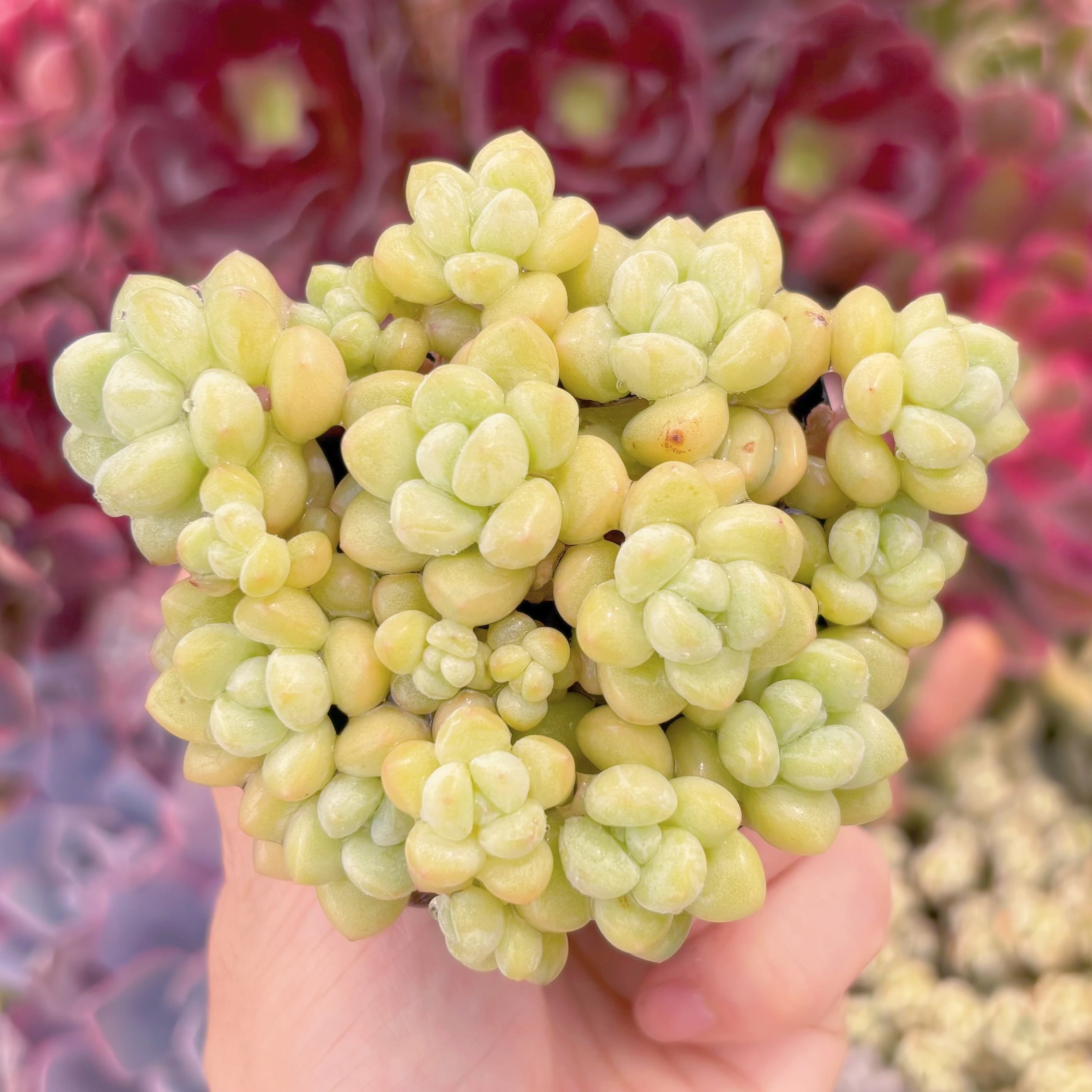 現品　チューインガム#798　るる農園