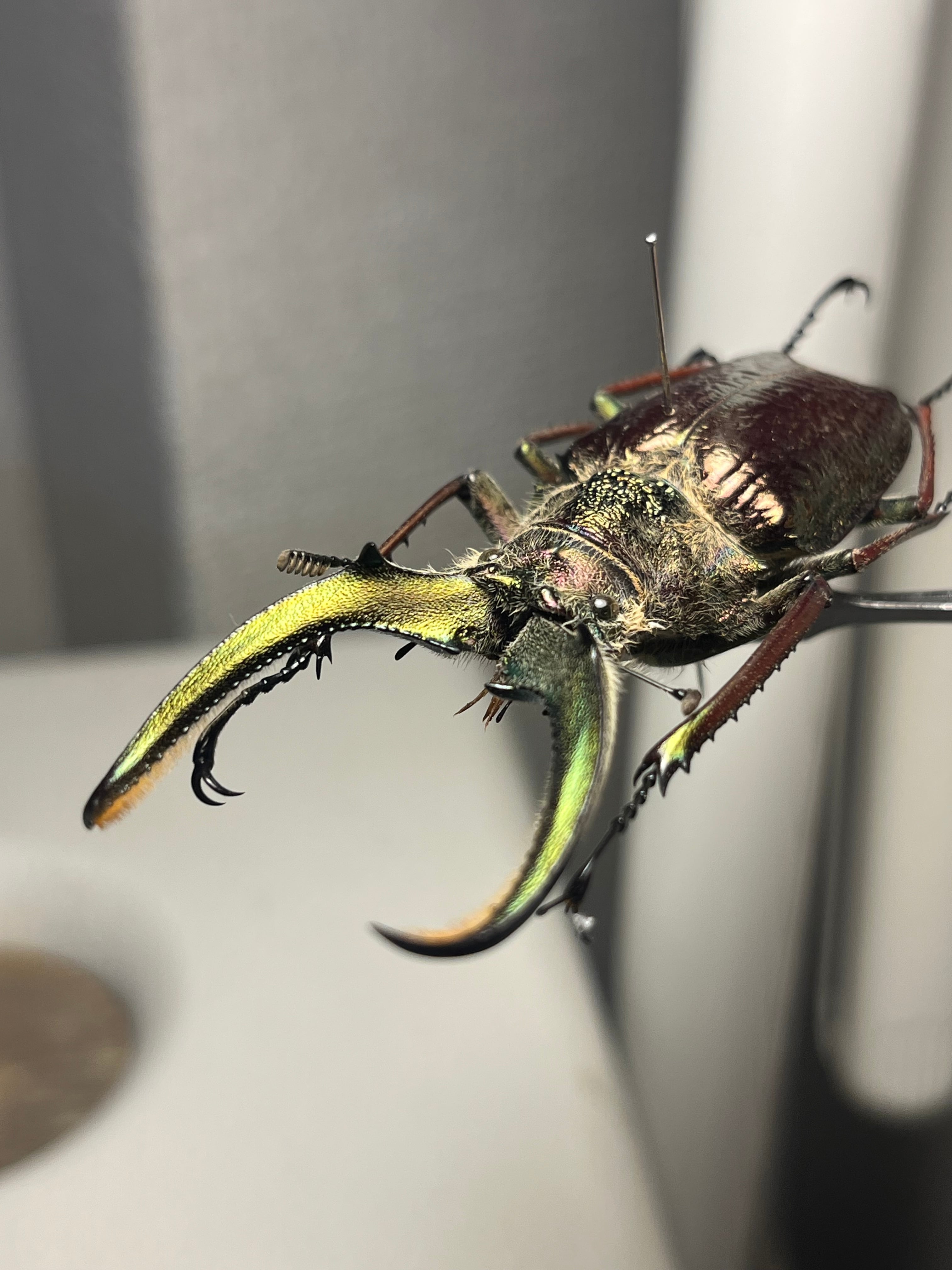 甲虫 | オモニキチュウ