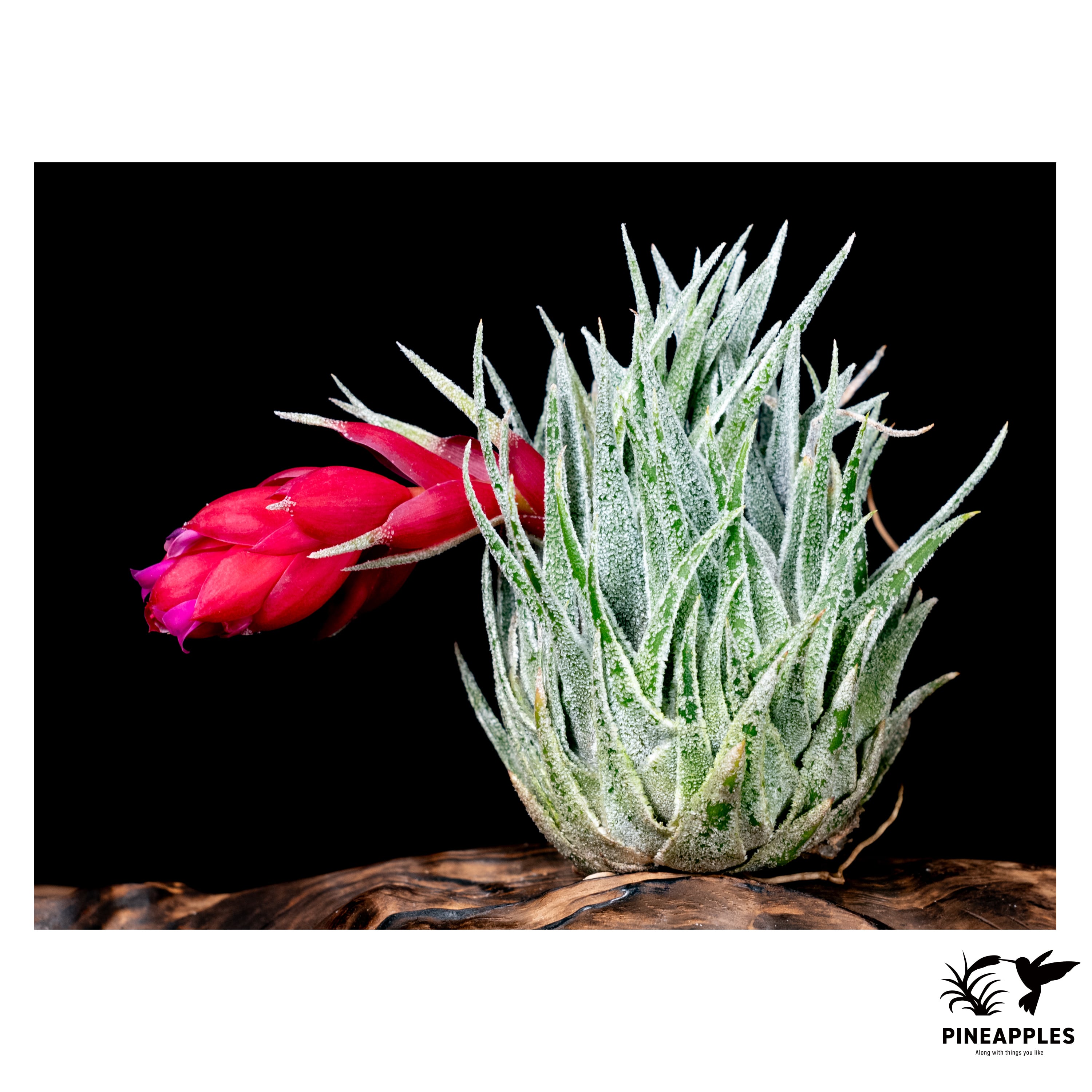 Tillandsia sprengeliana (White, Old Koehres) | PINEAPPLES
