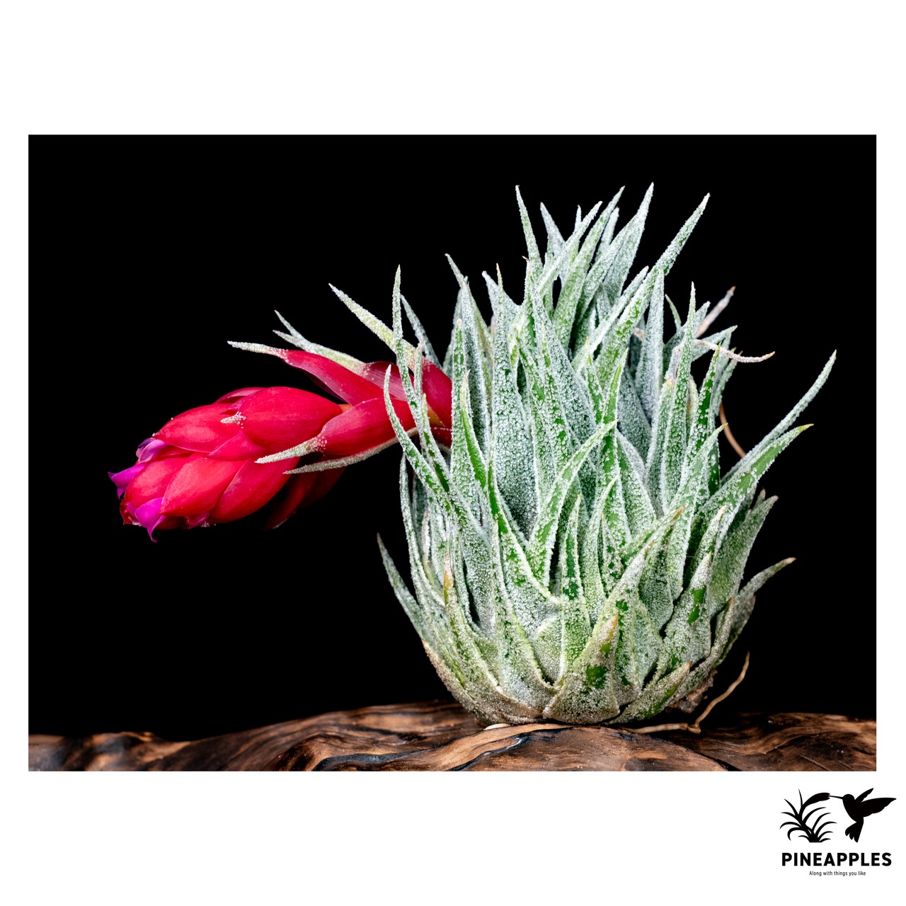 Tillandsia sprengeliana (White, Old Koehres) - 2