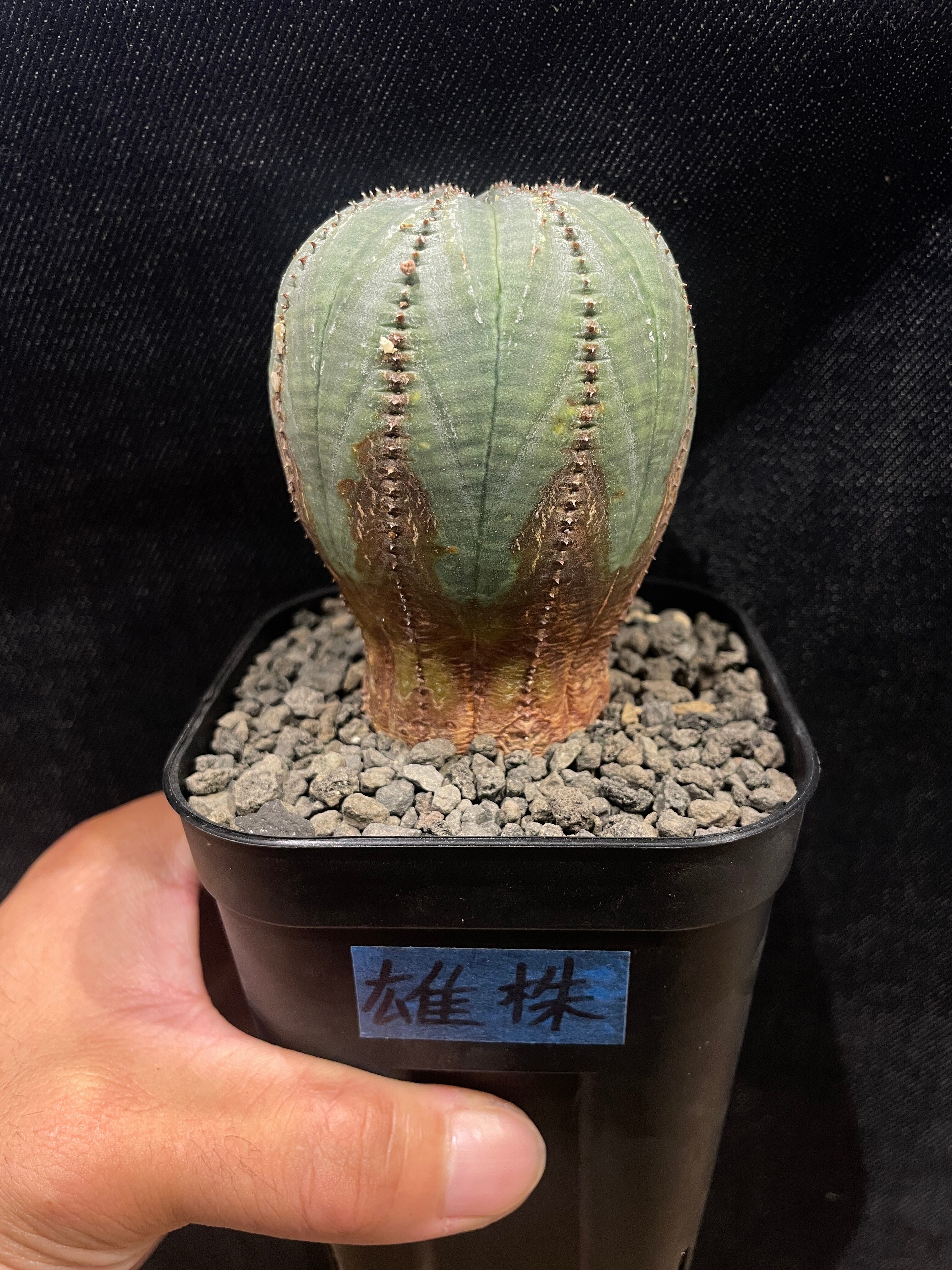 アガベ・チタノタ /白火焔錦/ホワイトファイヤー錦 | inco堂植物園
