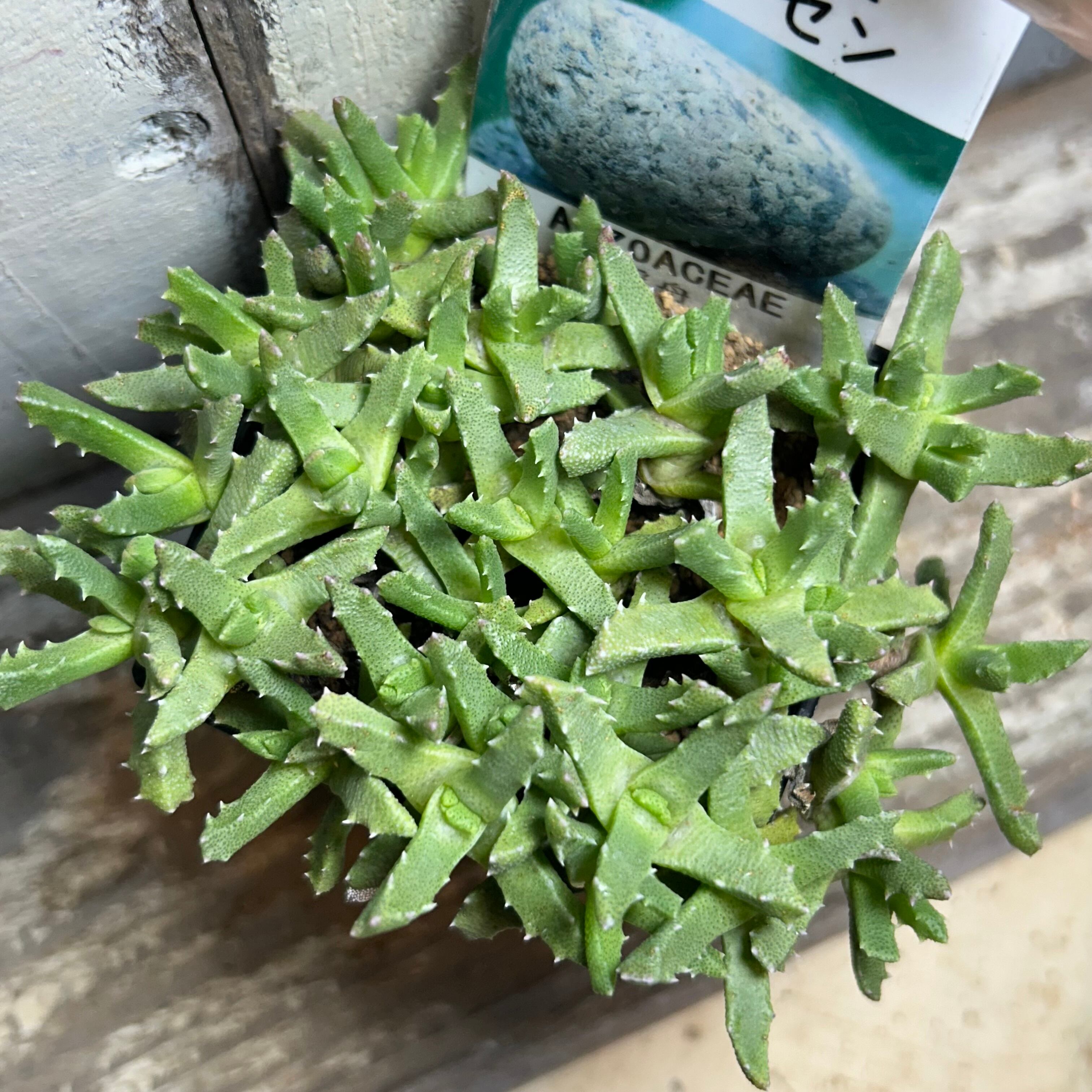 コノフィツム | RuPo 多肉植物専門店