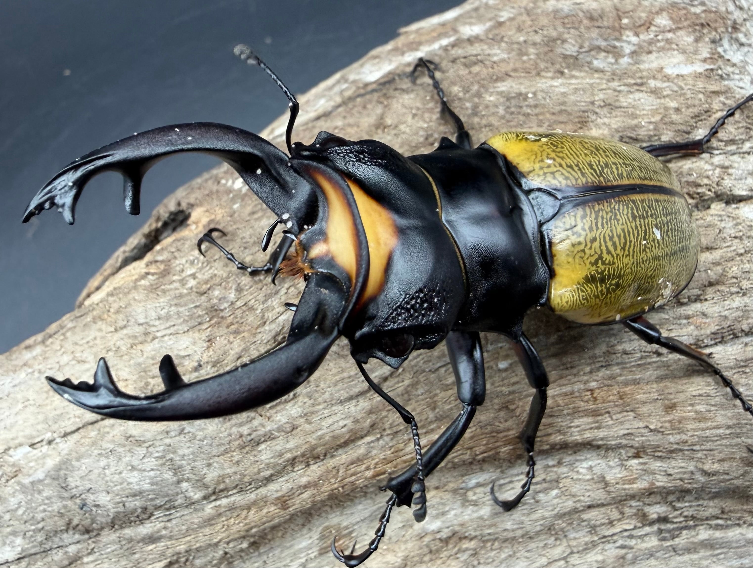 121mm】タイタンオオウスバカミキリ カブトムシクワガタハナムグリ
