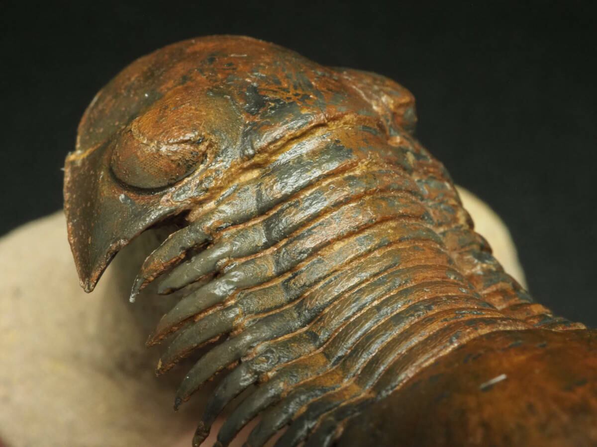 Paralejurus　三葉虫　化石　モロッコ 産 モロッコ・三葉虫の化石 Paralejurus 三葉虫 化石 モロッコ 産