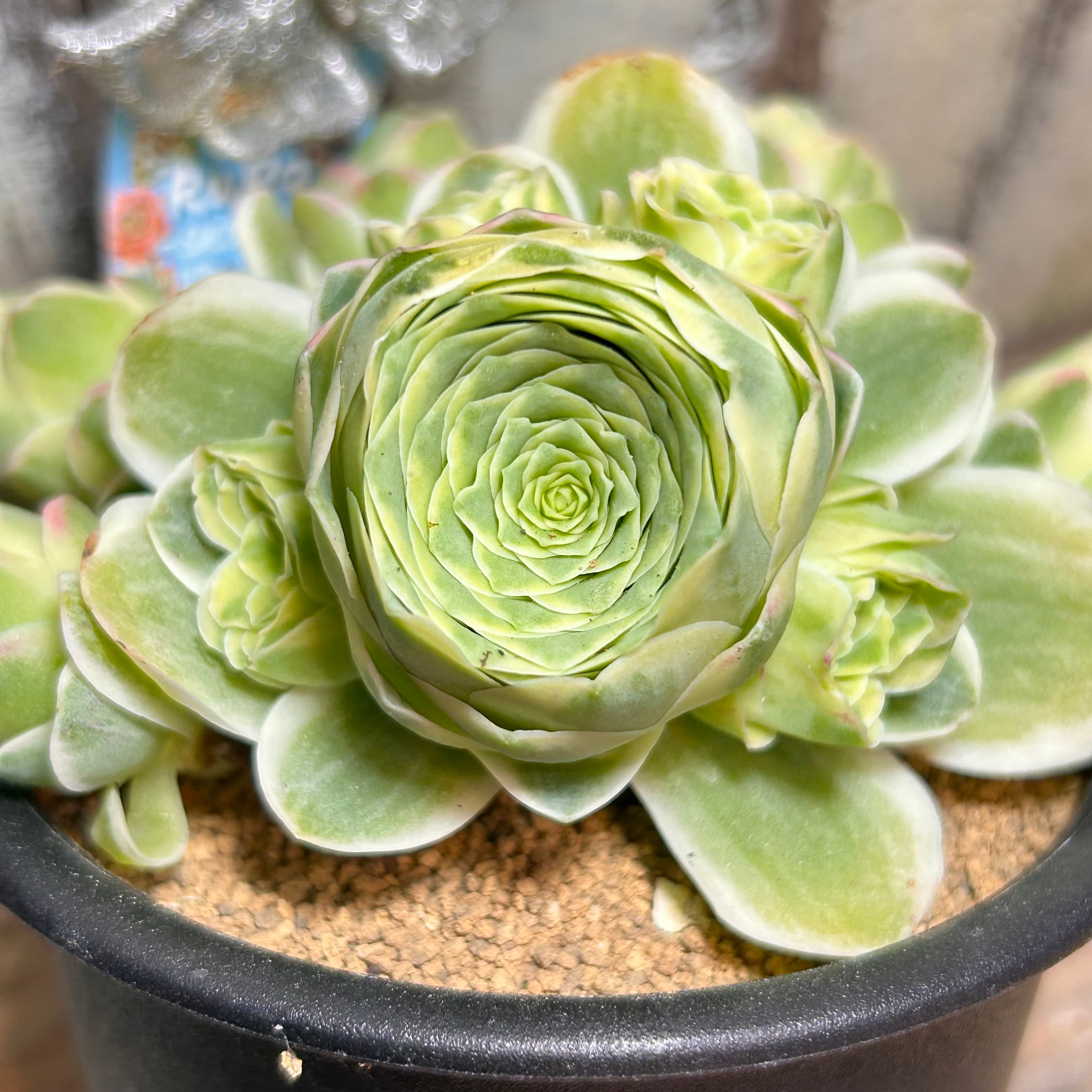 紅小町　ハオルチア　多肉植物　オブツーサ錦 T) ブルーレンズ オブツーサ錦 ハオルチア | RuPo 多肉植物専門店