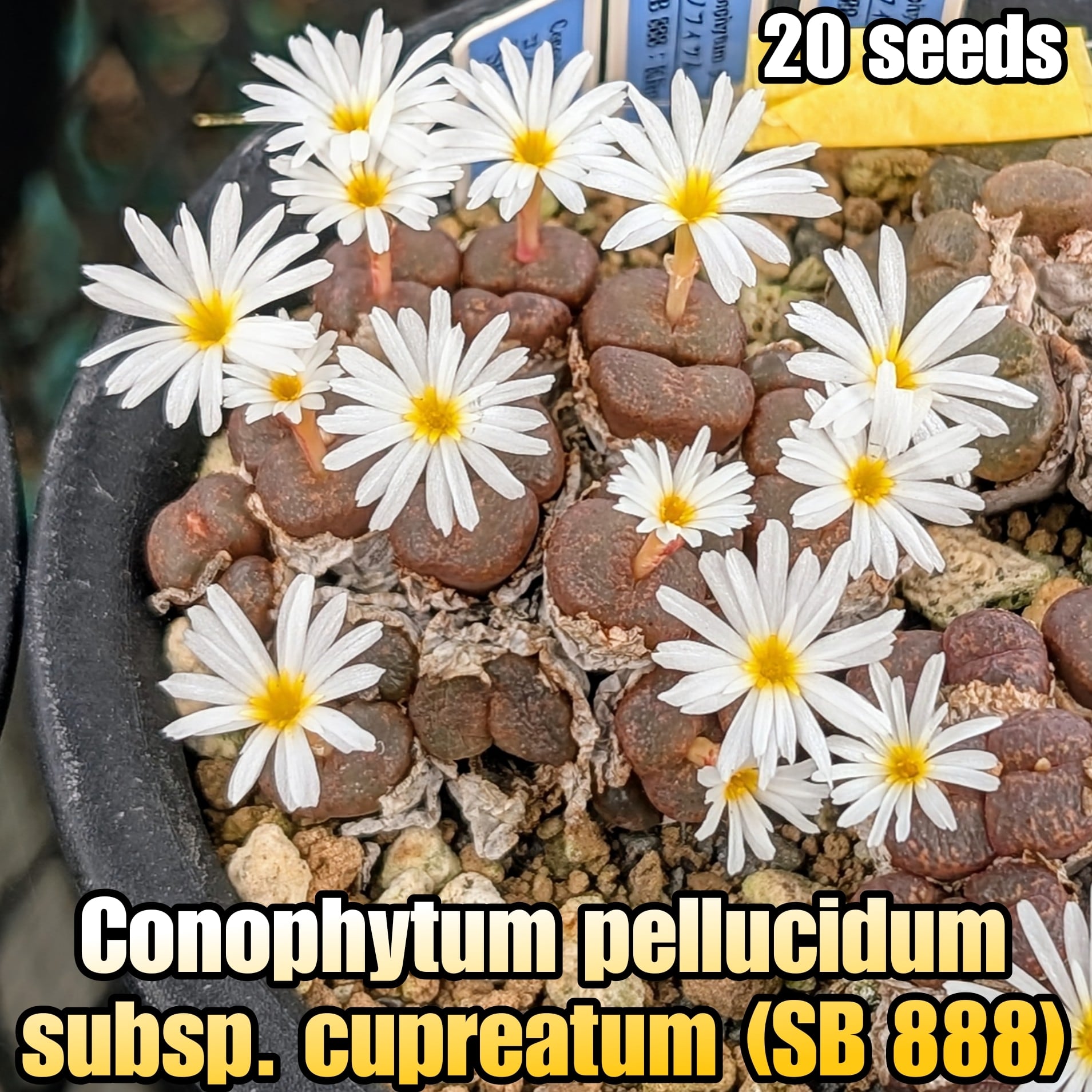 種子(少量パック)/20粒】Conophytum pellucidum subsp. cupreatum (SB