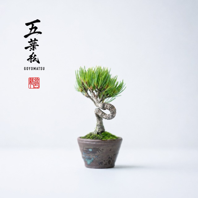 五葉松（ゴヨウマツ）Sサイズ