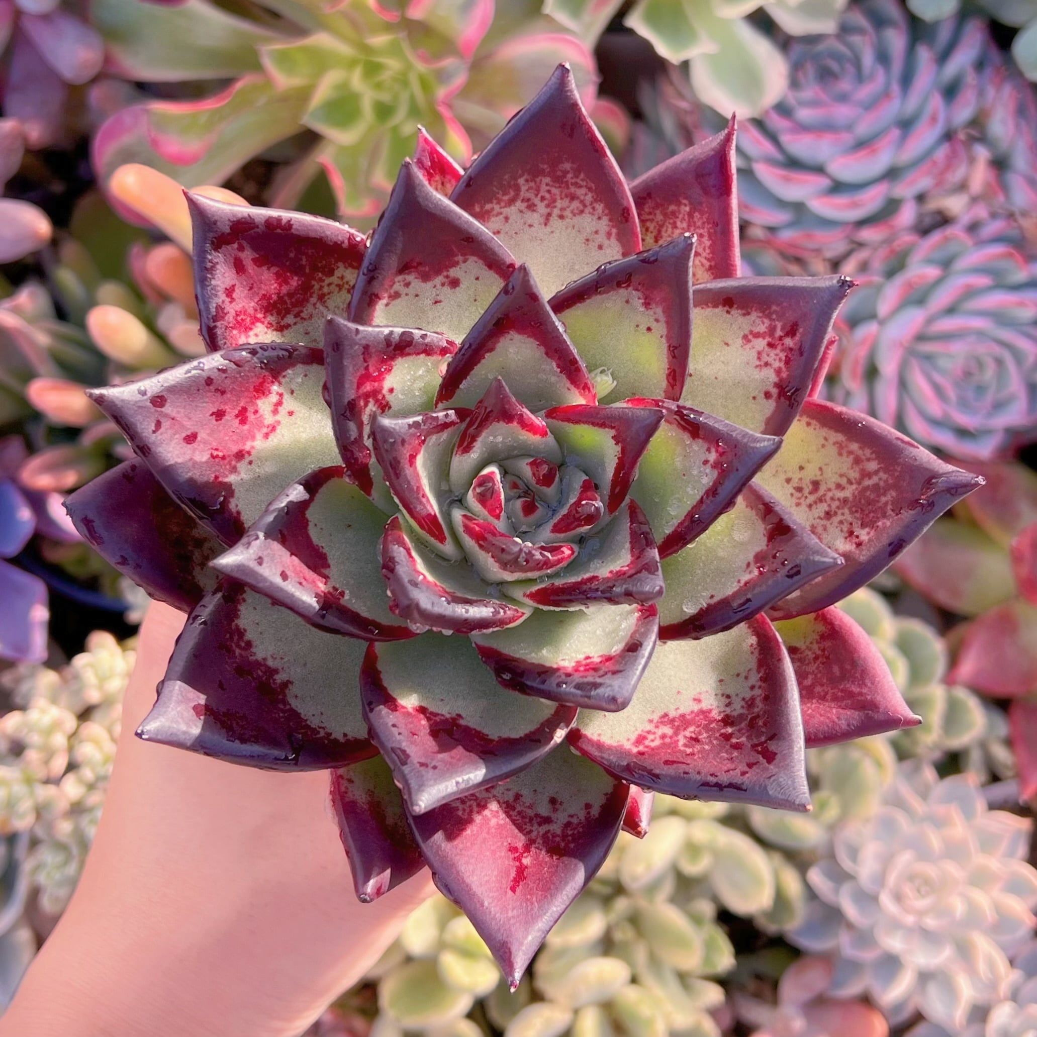 現品　黒魔王#2023   特大苗13cm　るる農園